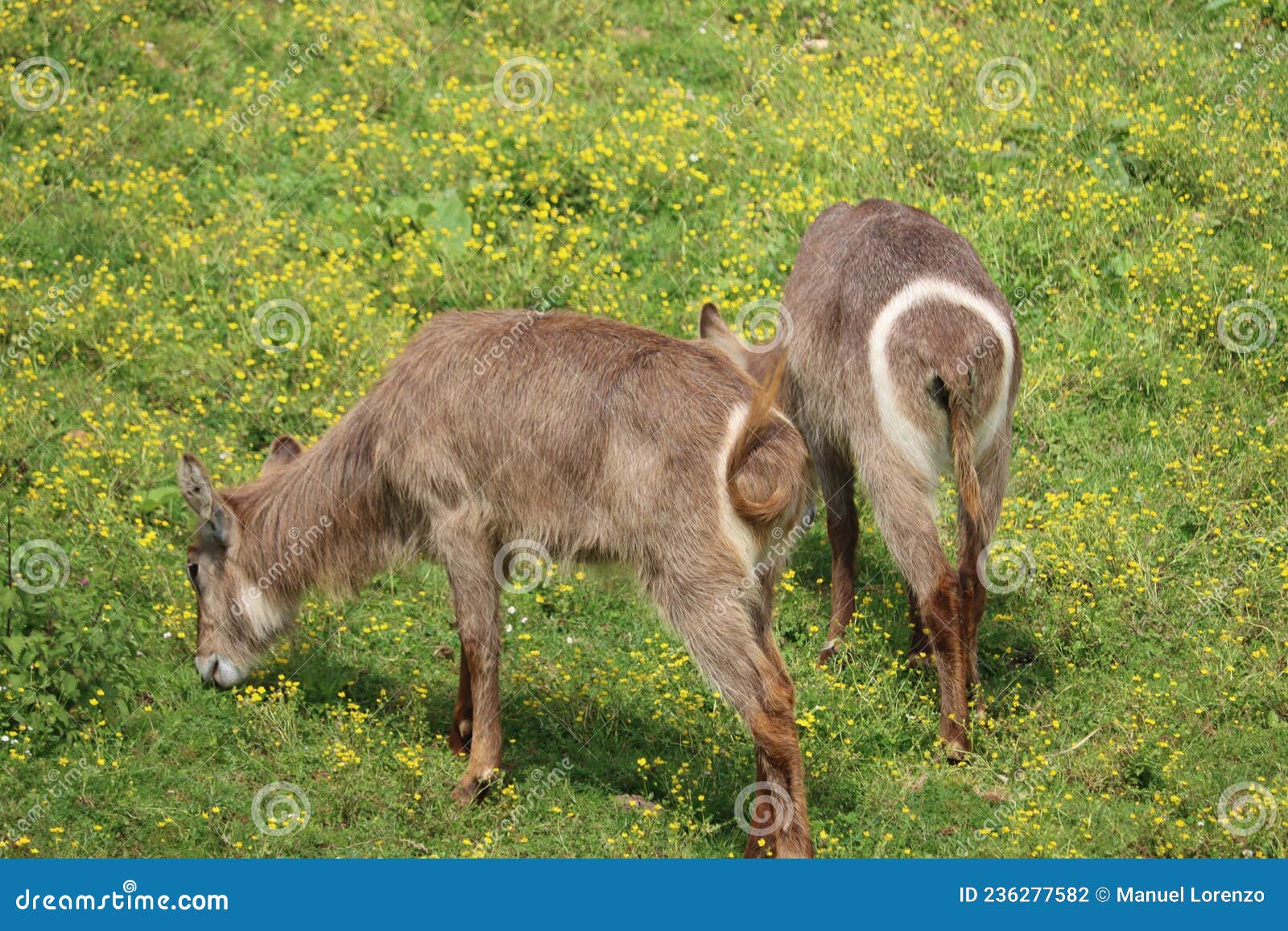 beautiful wild animals boiling horns safari antelopes gazelles