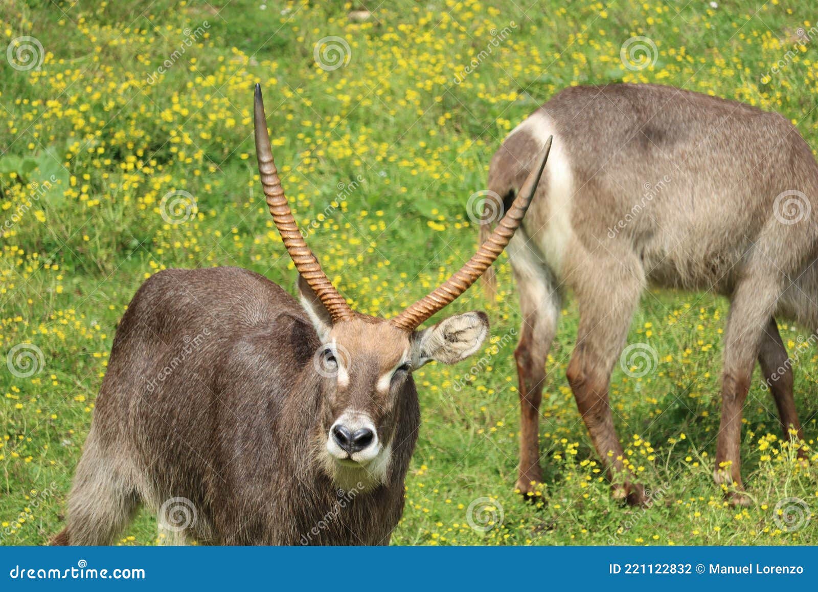 beautiful wild animals boiling horns safari antelopes gazelles