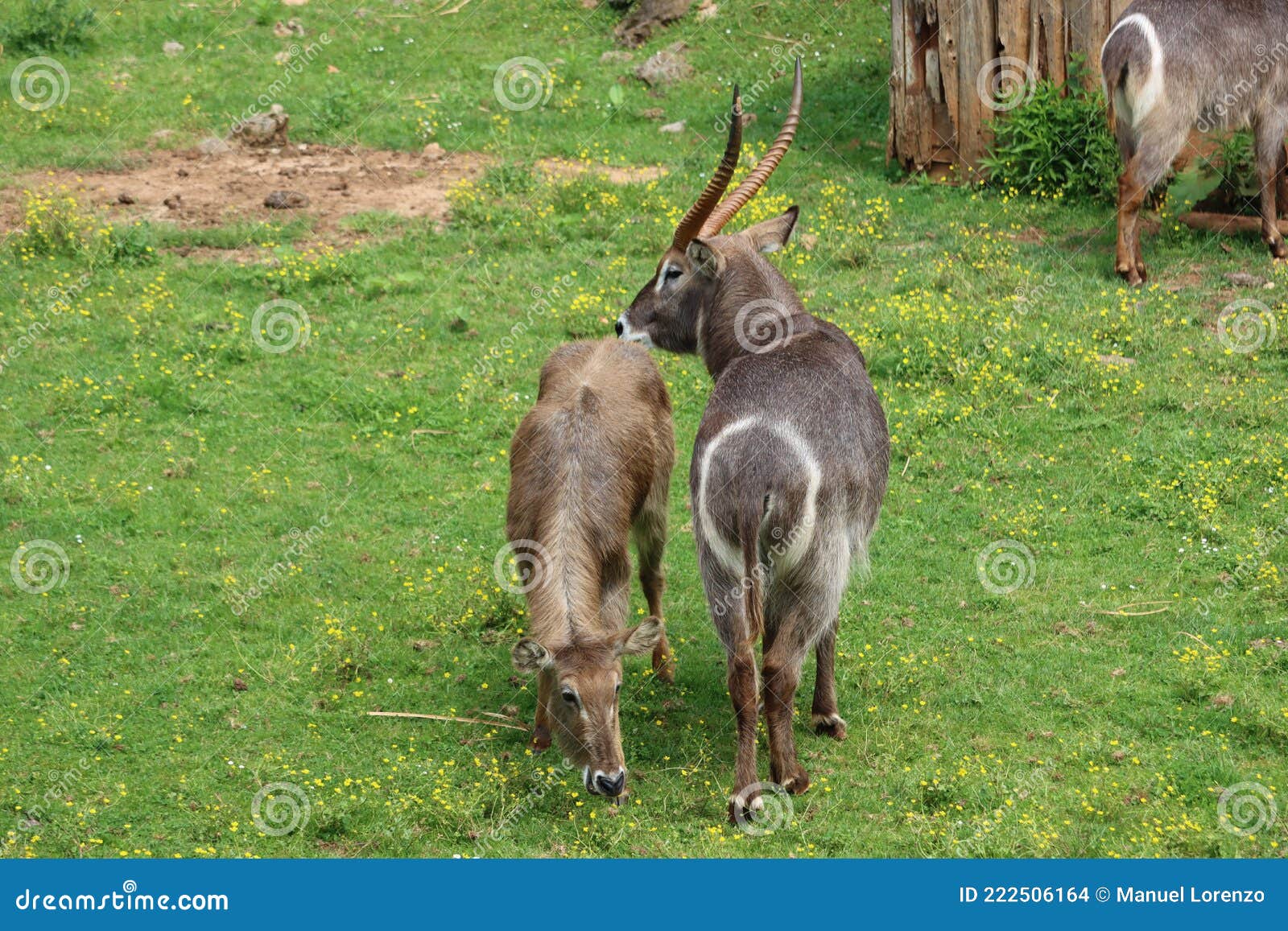 beautiful wild animals boiling horns safari antelopes gazelles