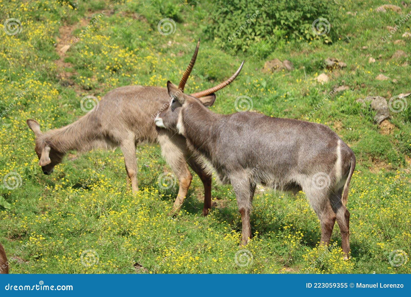 beautiful wild animals boiling horns safari antelopes gazelles