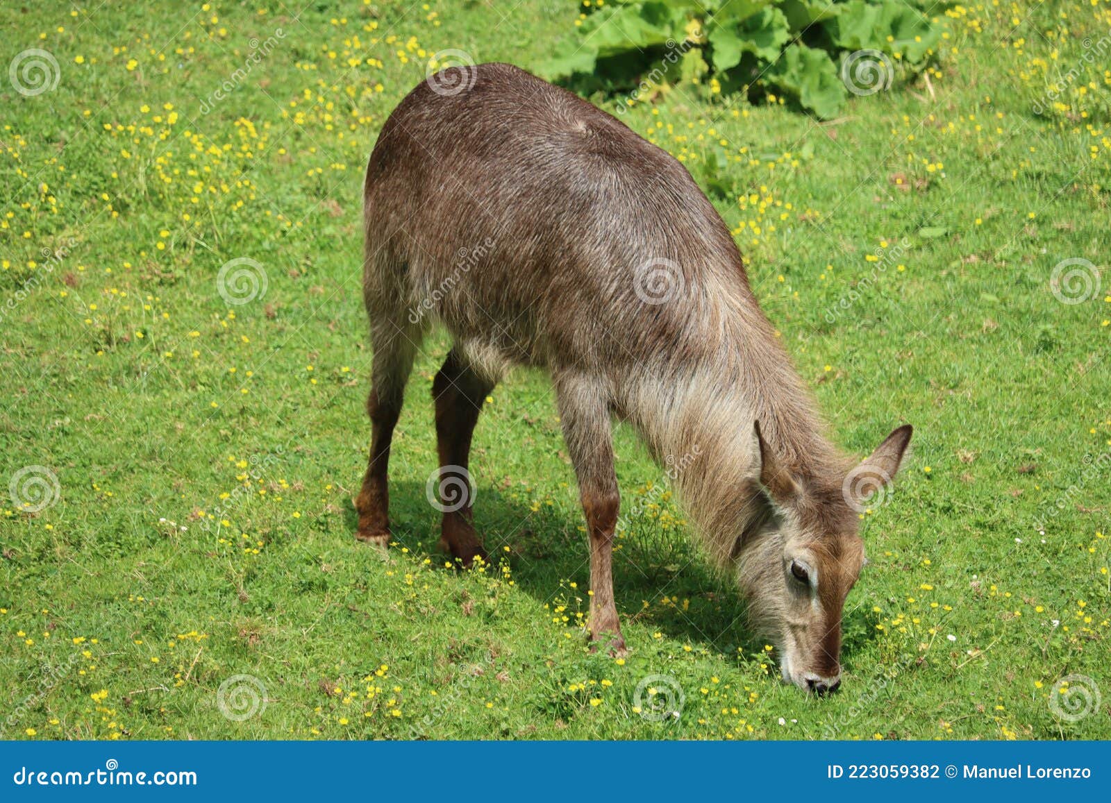 beautiful wild animals boiling horns safari antelopes gazelles