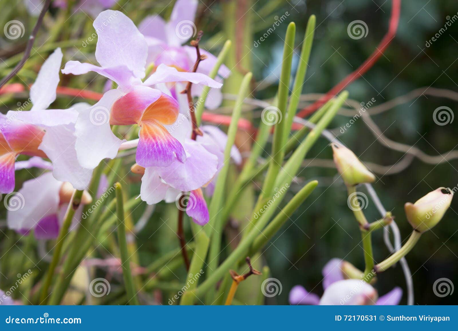 Beautiful Wild Flower Orchid,Vanda Teres Syn. Papilionanthe Teres ,Rare  Species of Wild Orchids Stock Image - Image of meadow, flora: 72170531