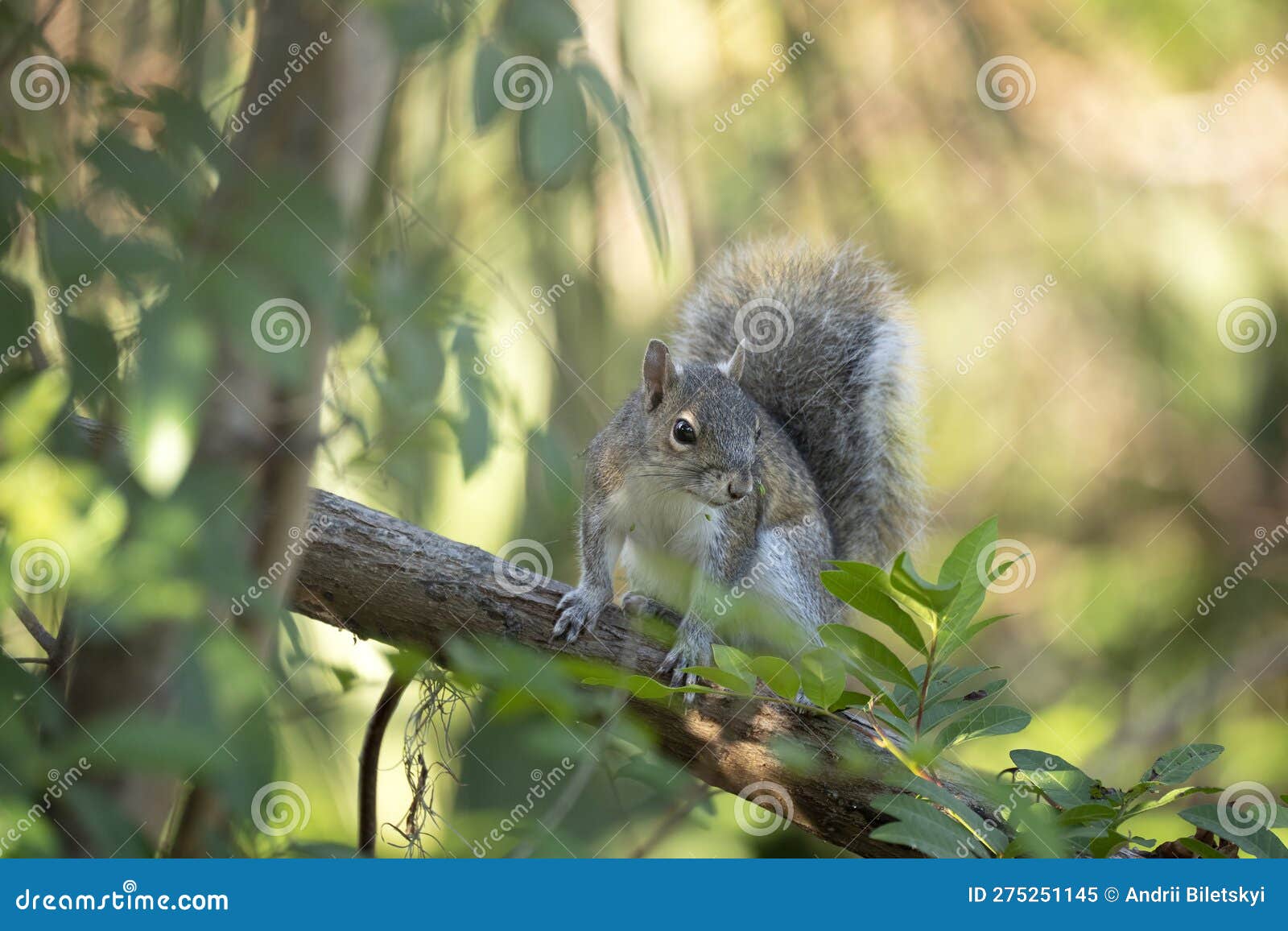Beautiful Wild Gray Squirrel in Florida Shrubs Stock Image Image of