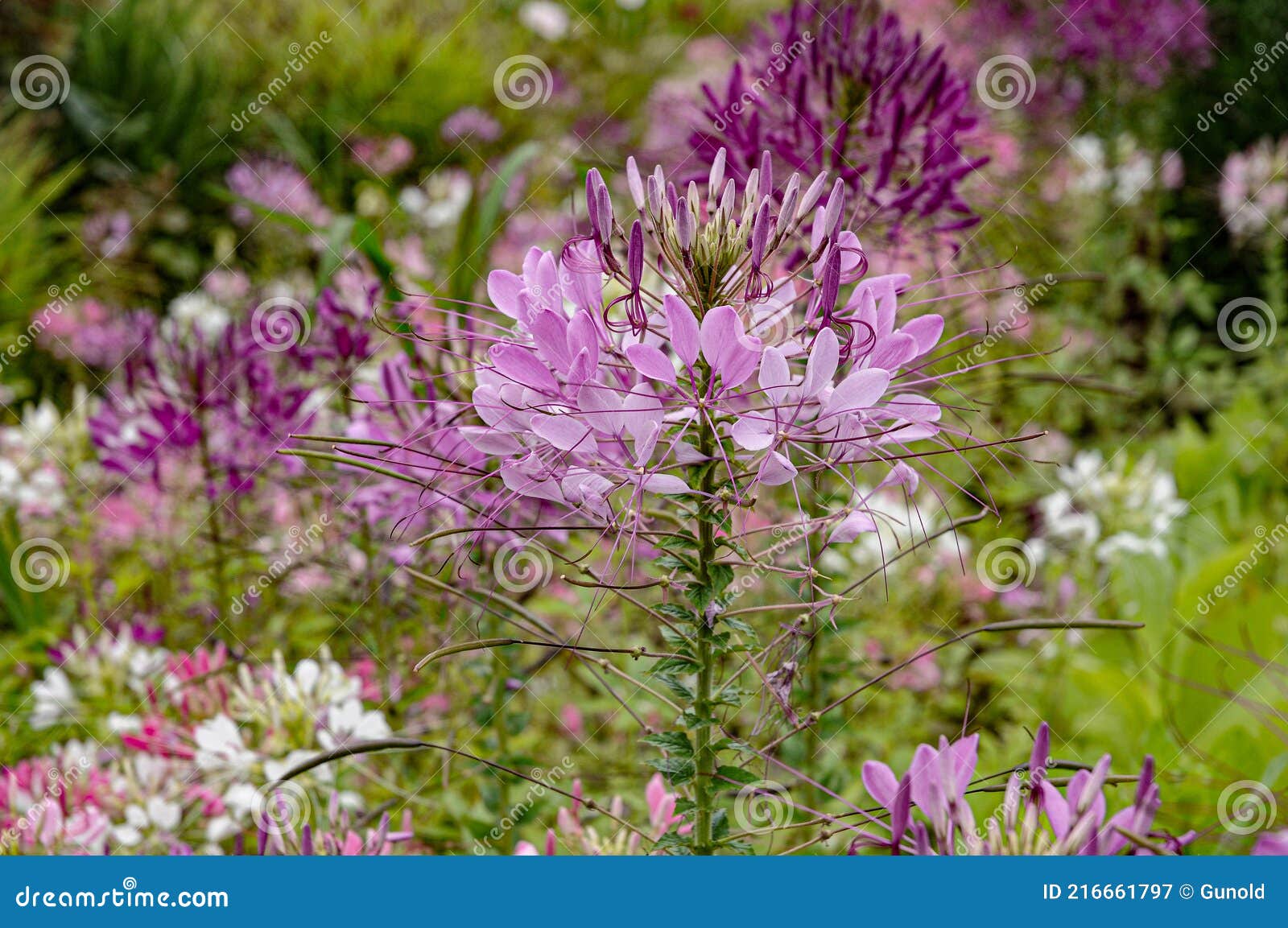 Spider Flowers Spider Weeds Cleome Spinosa Flowers And Seed Pods ...