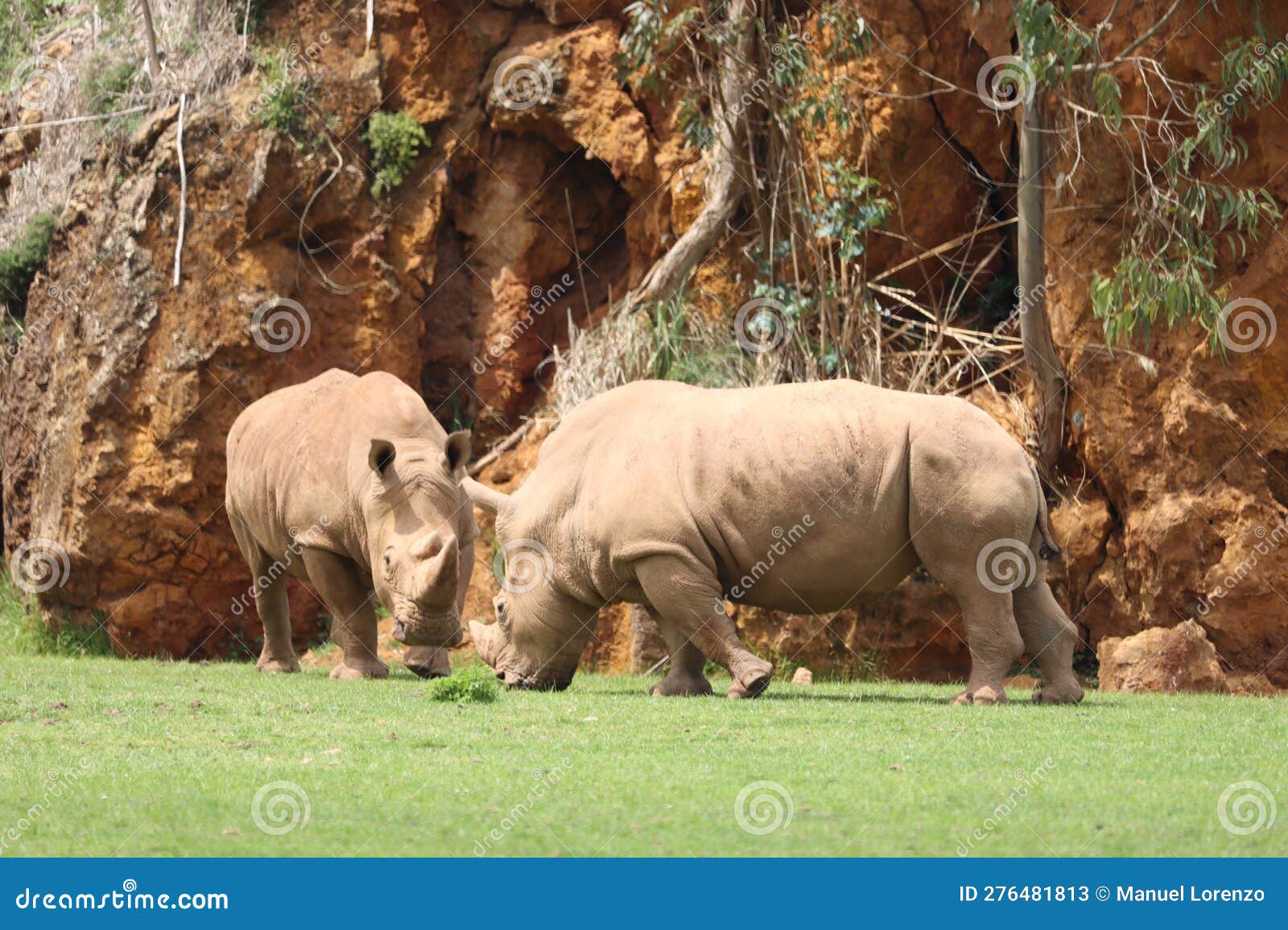 beautiful wild horn rhino dangerous wild horn huge fast heavy
