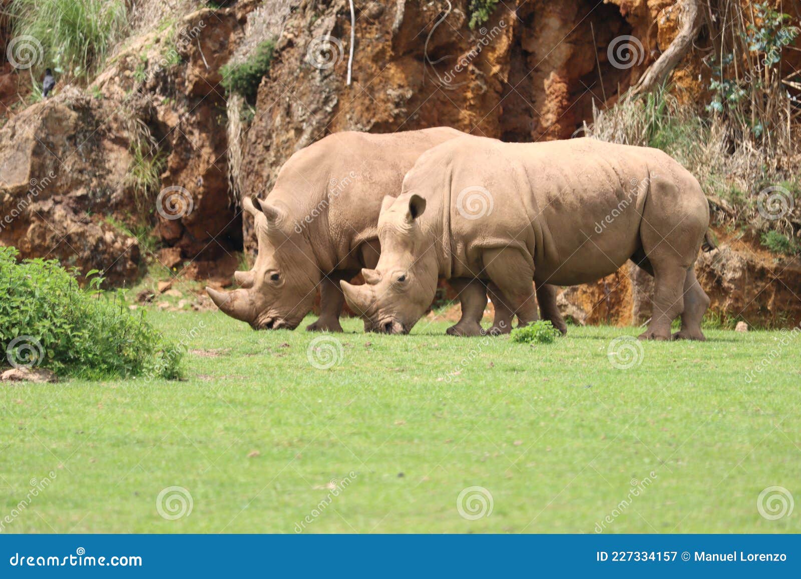 beautiful wild horn rhino dangerous wild horn huge fast heavy