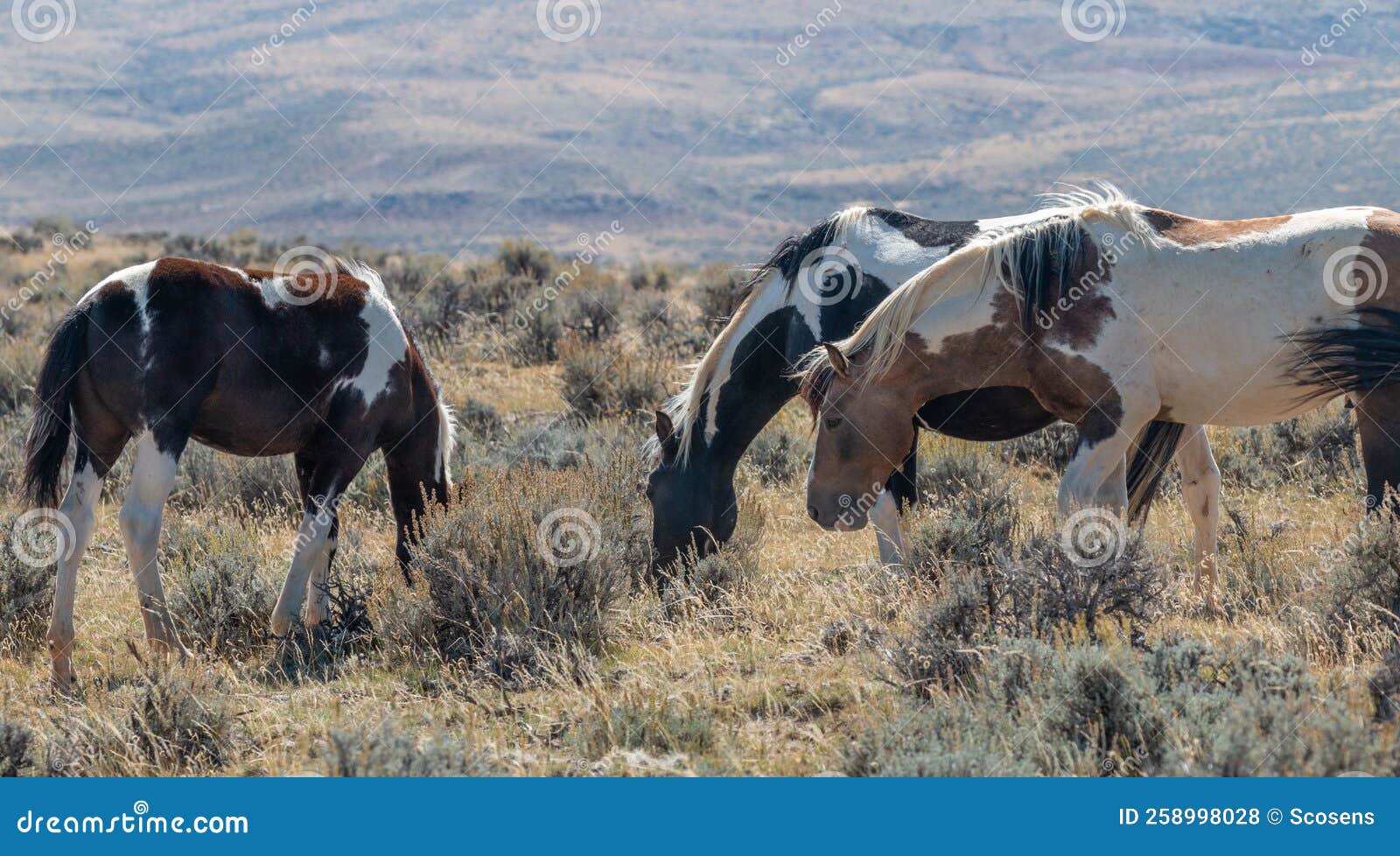 Beautiful Wild Horses in Wyoming in Fall Stock Photo Image of mammal