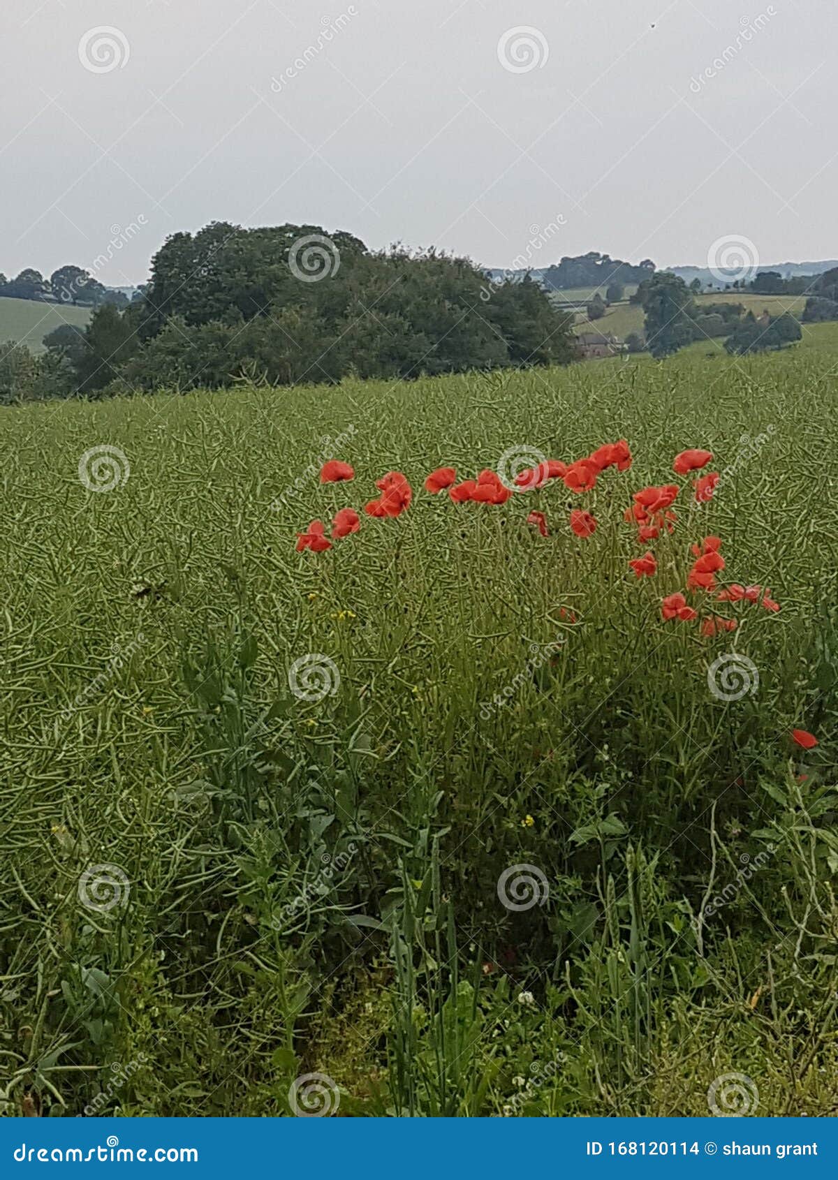 Poppies stock photo. Image of poppies, wildlife, landscape 168120114
