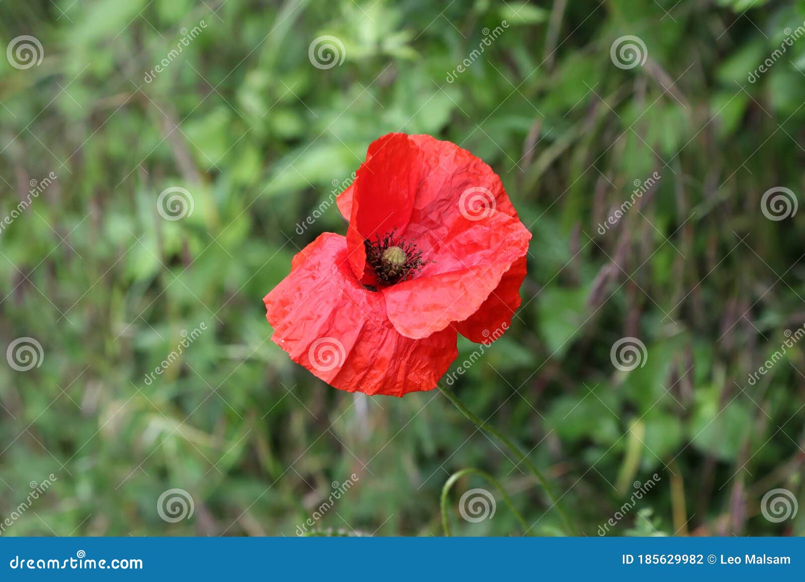Beautiful Wild Poppy Flower in the Meadow Stock Photo Image of leaf