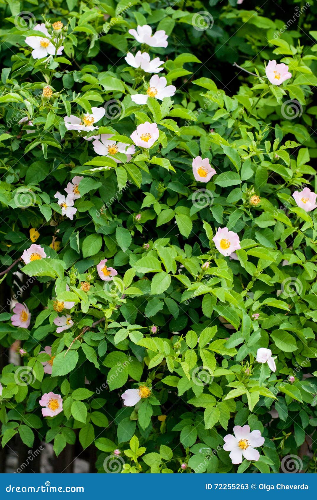 Beautiful wild rose bush stock image. Image of floral 72255263