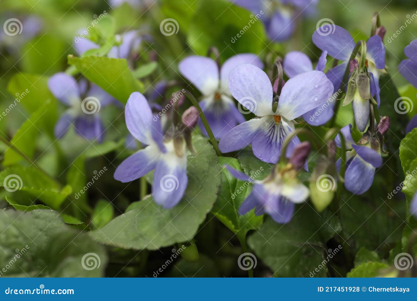 Beautiful Wild Violets Blooming in Forest. Spring Flowers Stock Photo