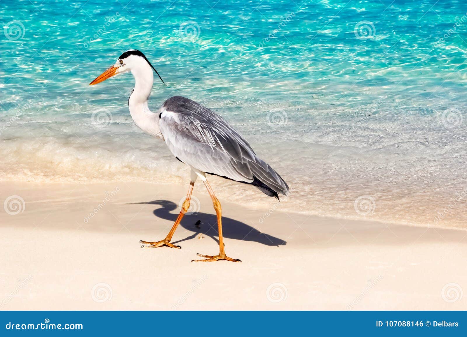 beautiful wild white heron on a beautiful fantastic beach in the maldive islands against the blue clear water