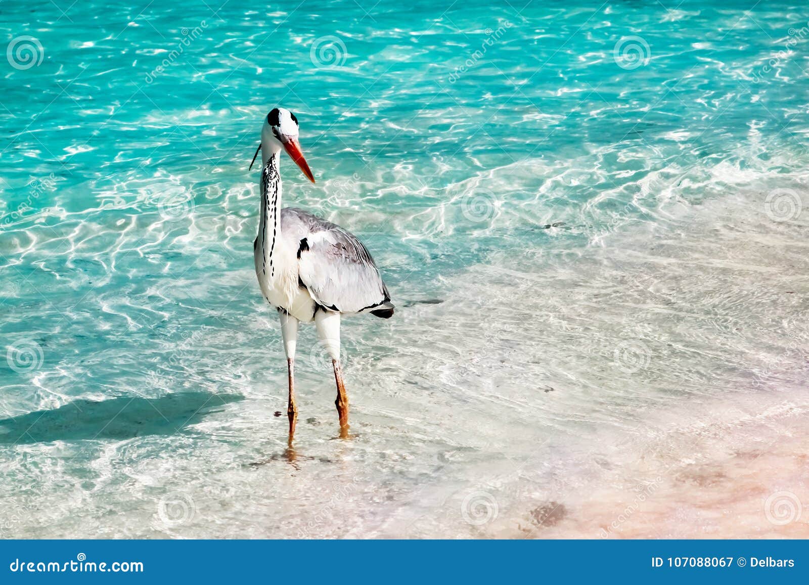 beautiful wild white heron on a beautiful fantastic beach in the maldive islands against the blue clear water.