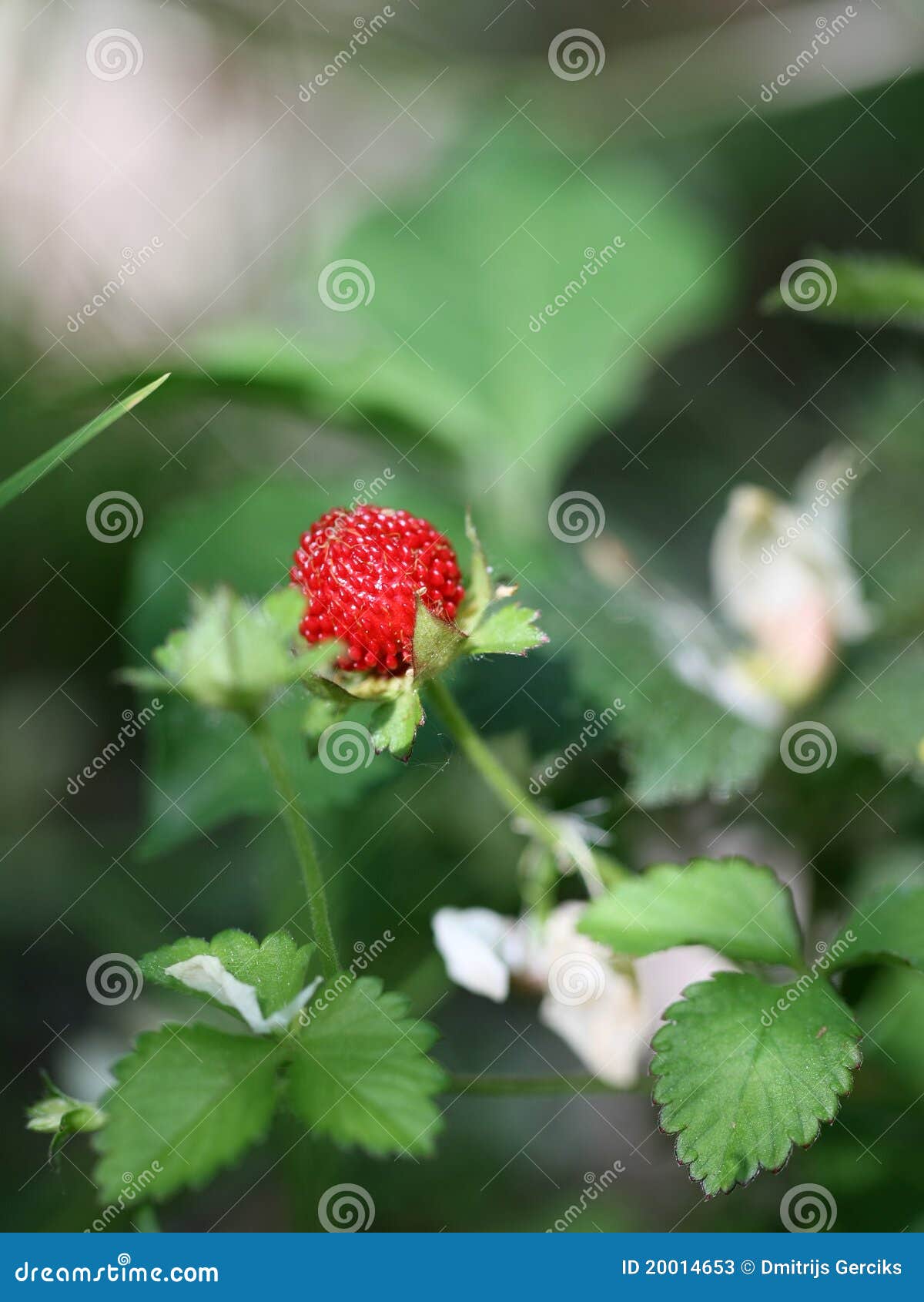 Beautiful Wild Wood Strawberries Bush Stock Image Image of