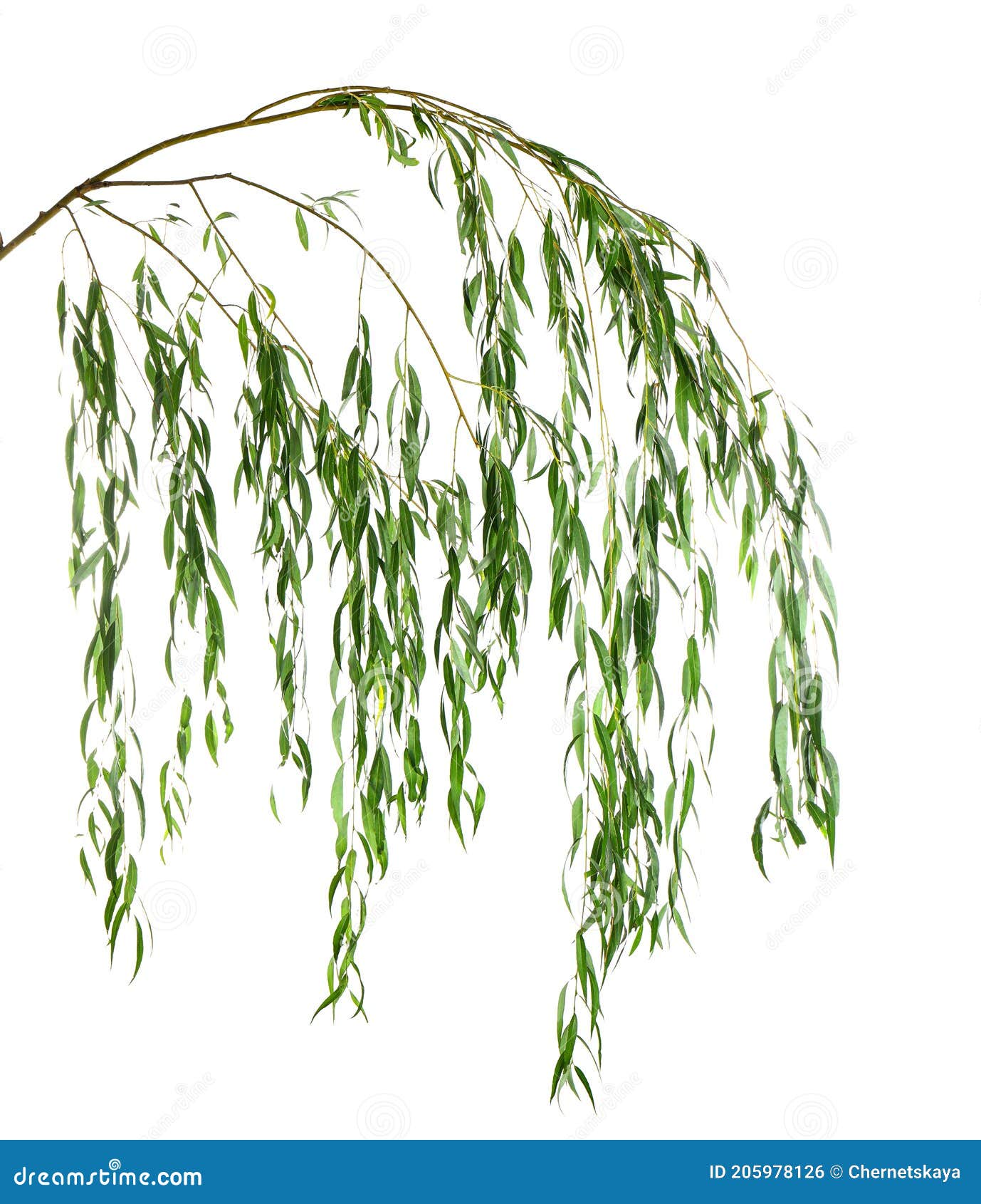 Beautiful Willow Tree Branches with Green Leaves on White Background