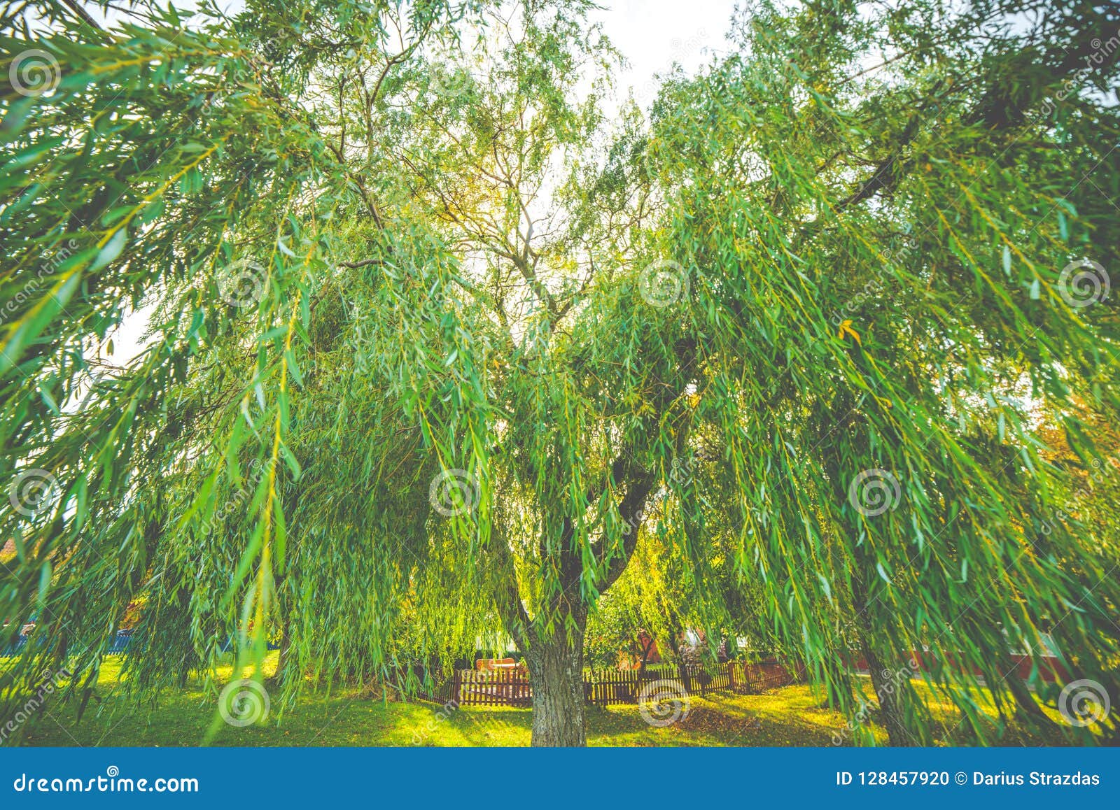 Beautiful willow tree stock photo. Image of beautiful 128457920