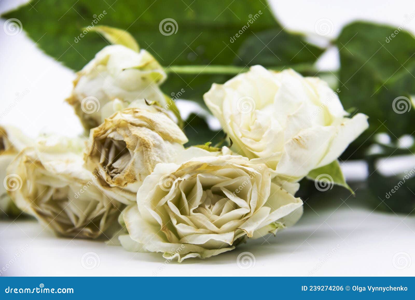 Beautiful Wilted White Roses Against White Background Stock Photo