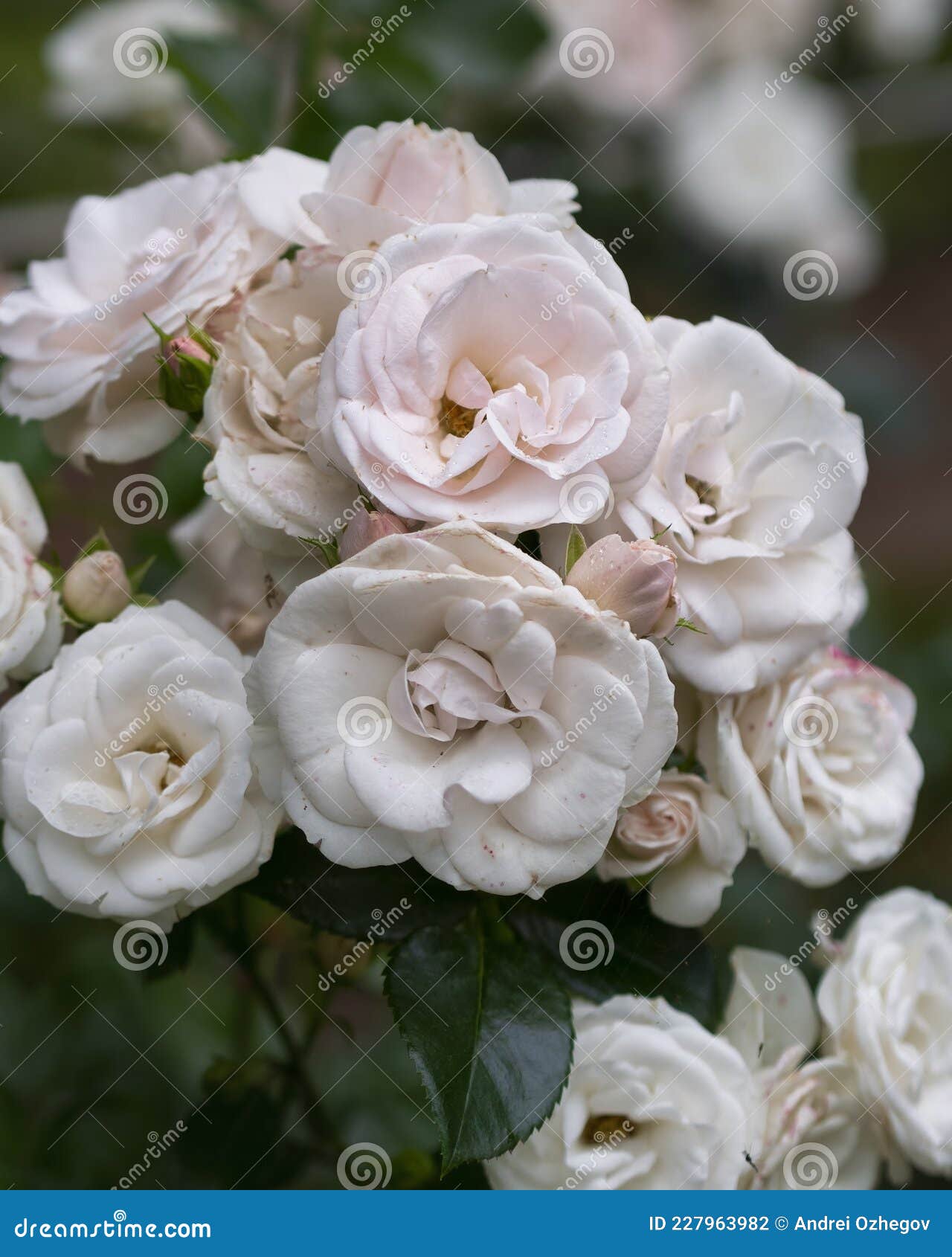 Beautiful Wilted White Roses in Late Summer Stock Photo Image of
