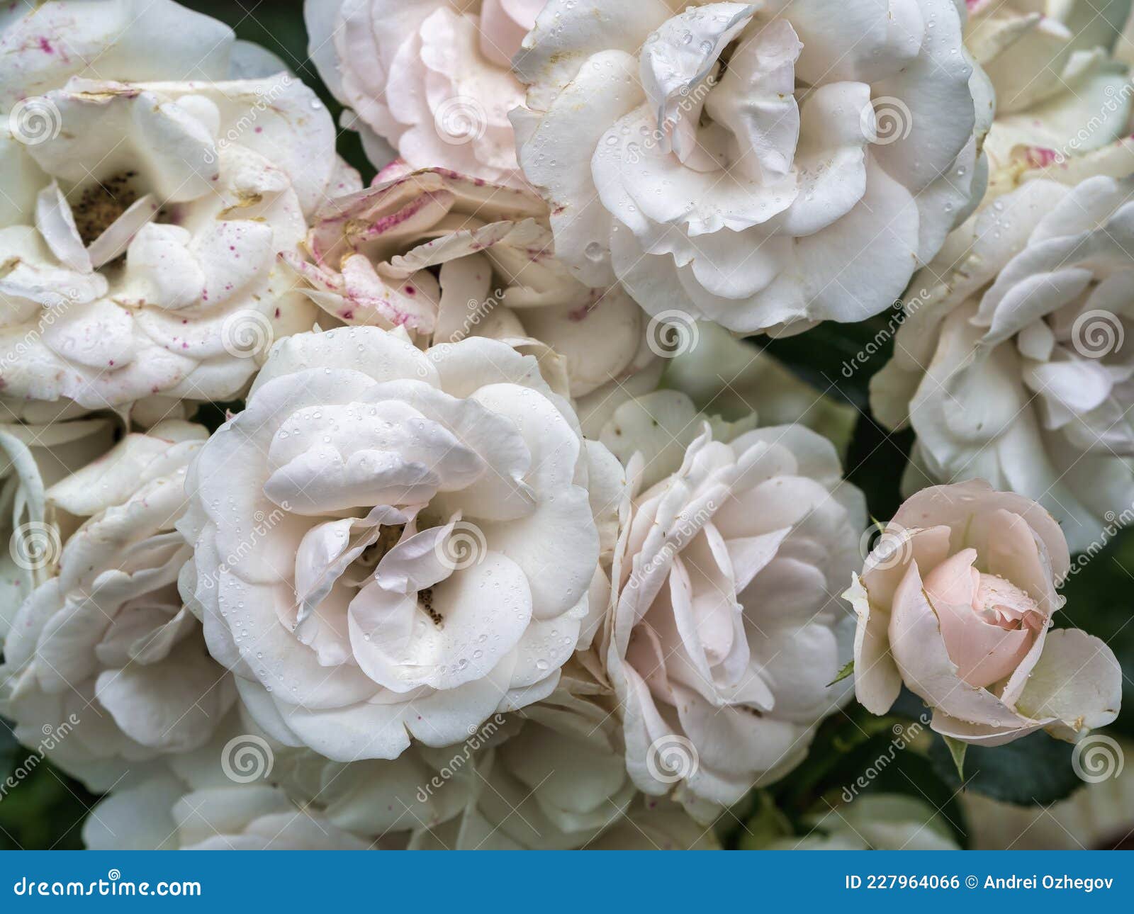 Beautiful Wilted White Roses in Late Summer Stock Photo Image of