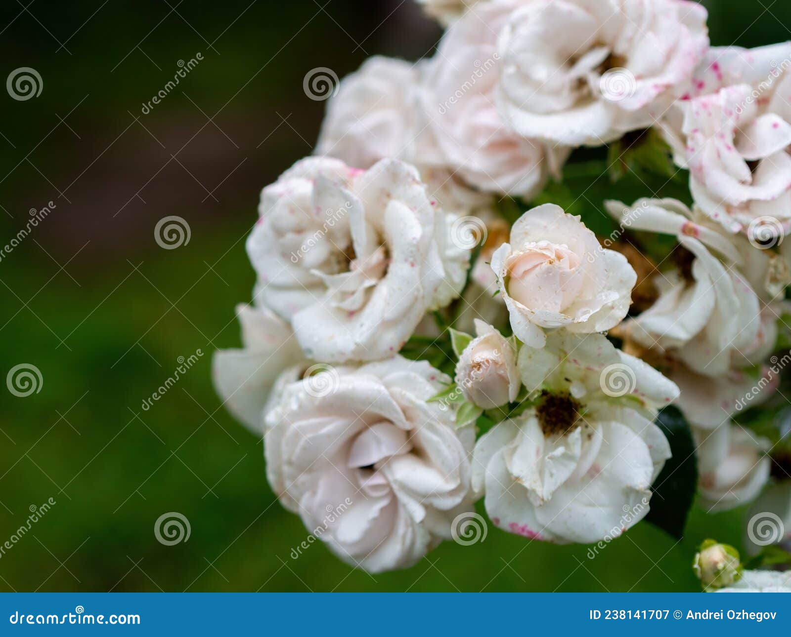 Beautiful Wilted White Roses in Late Summer Stock Image Image of