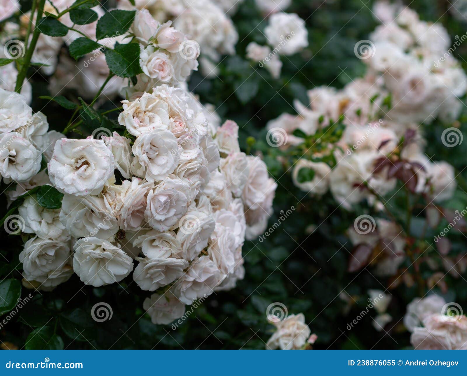 Beautiful Wilted White Roses in Late Summer Stock Image Image of