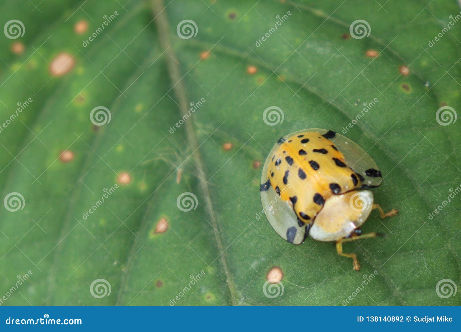 Beautiful Winged Insects. Animals that Can Fly. Perched on the Leaves,  Stock Photo - Image of beautifully, black: 138140892