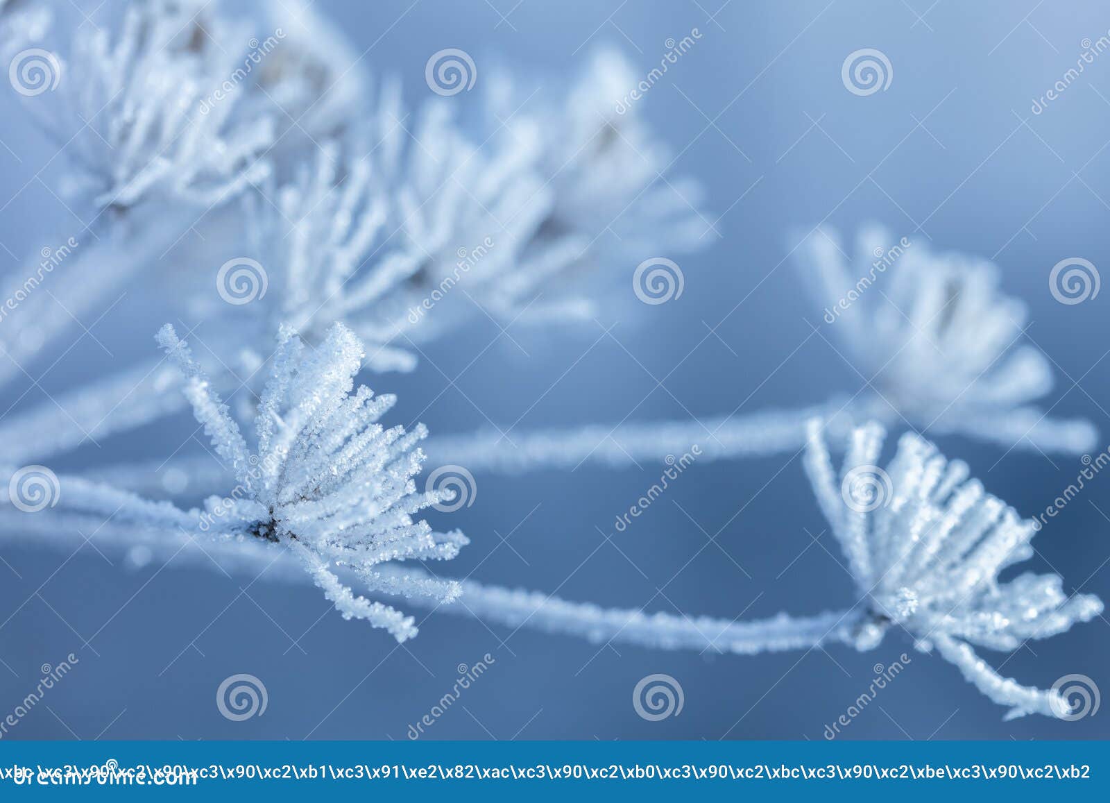 beautiful winter background with the frozen flowers and plants. a natural pattern on plants