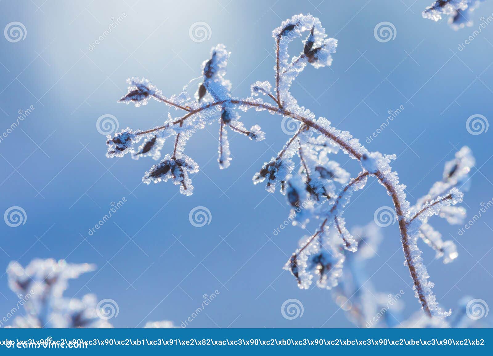 beautiful winter background with the frozen flowers and plants. a natural pattern on plants