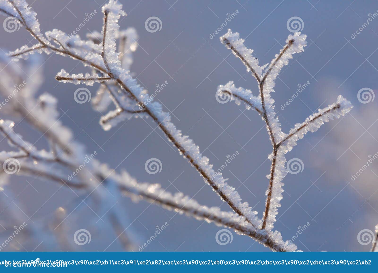 beautiful winter background with the frozen flowers and plants. a natural pattern on plants