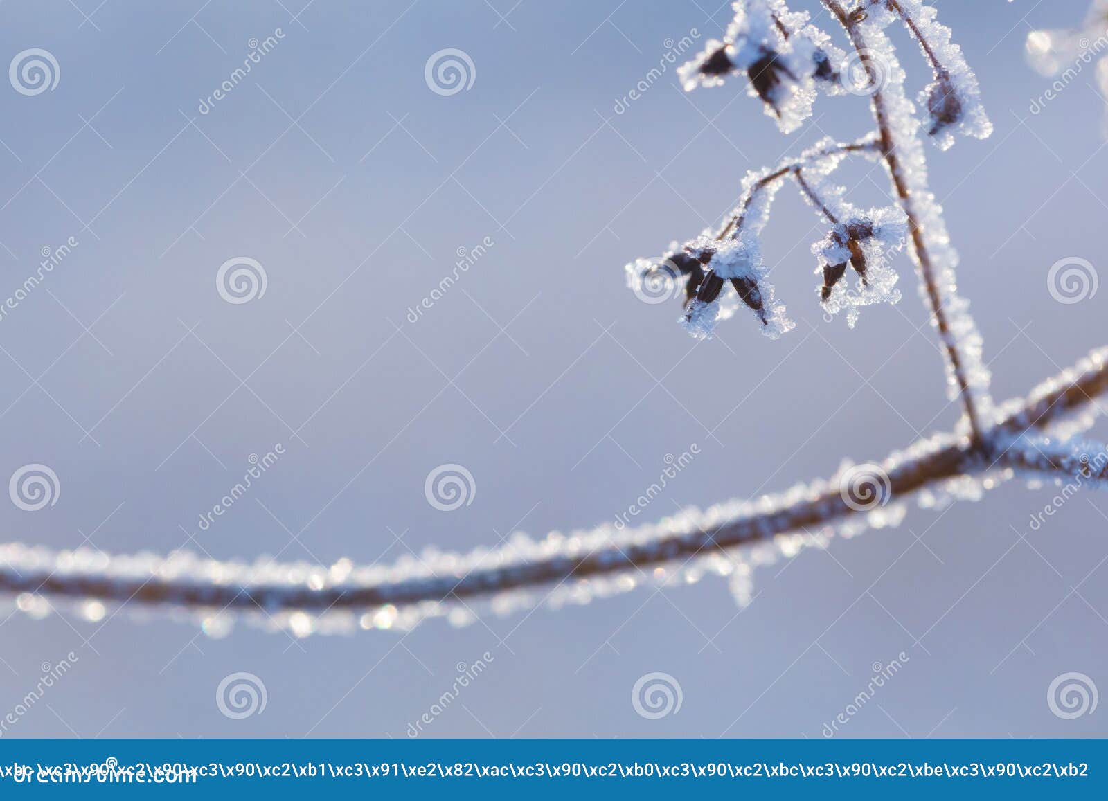 beautiful winter background with the frozen flowers and plants. a natural pattern on plants