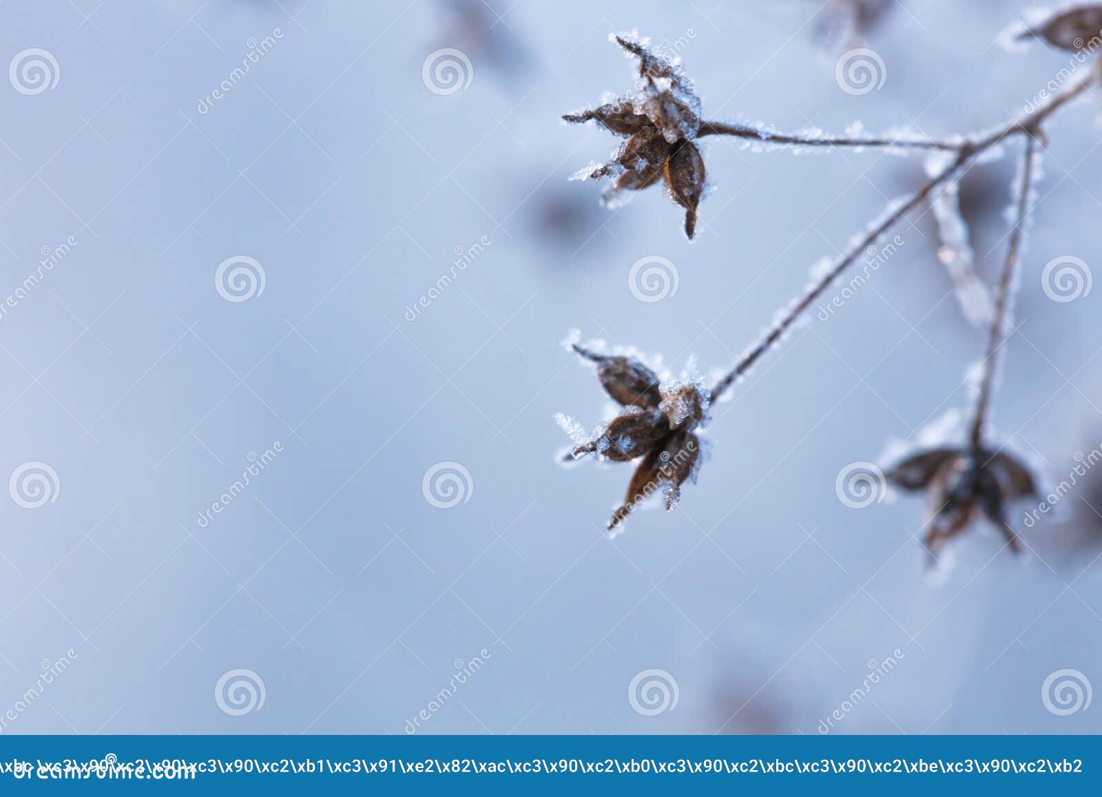 beautiful winter background with the frozen flowers and plants. a natural pattern on plants