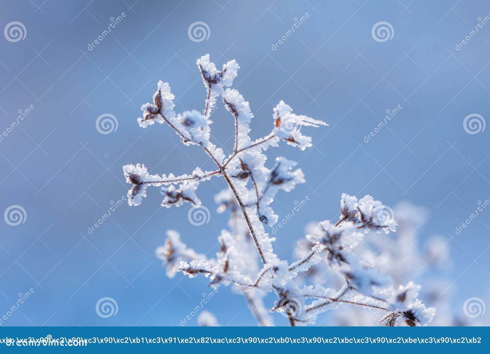 beautiful winter background with the frozen flowers and plants. a natural pattern on plants