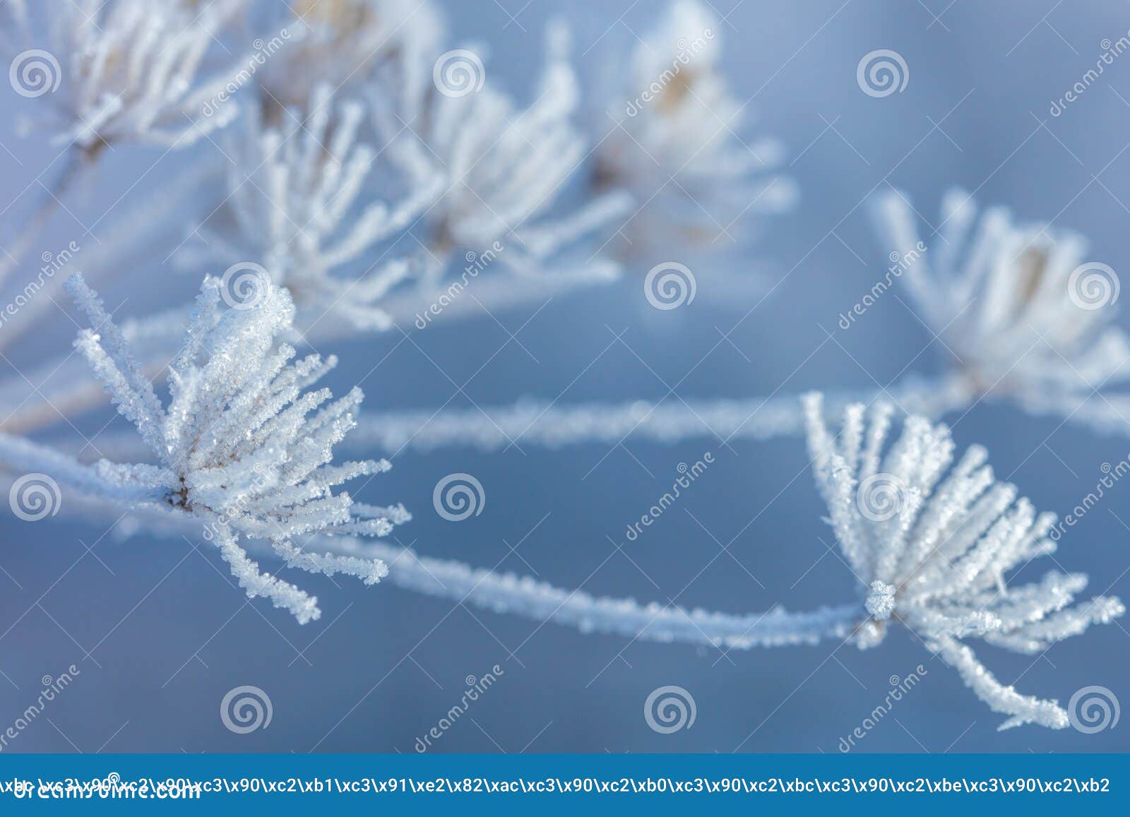 beautiful winter background with the frozen flowers and plants. a natural pattern on plants