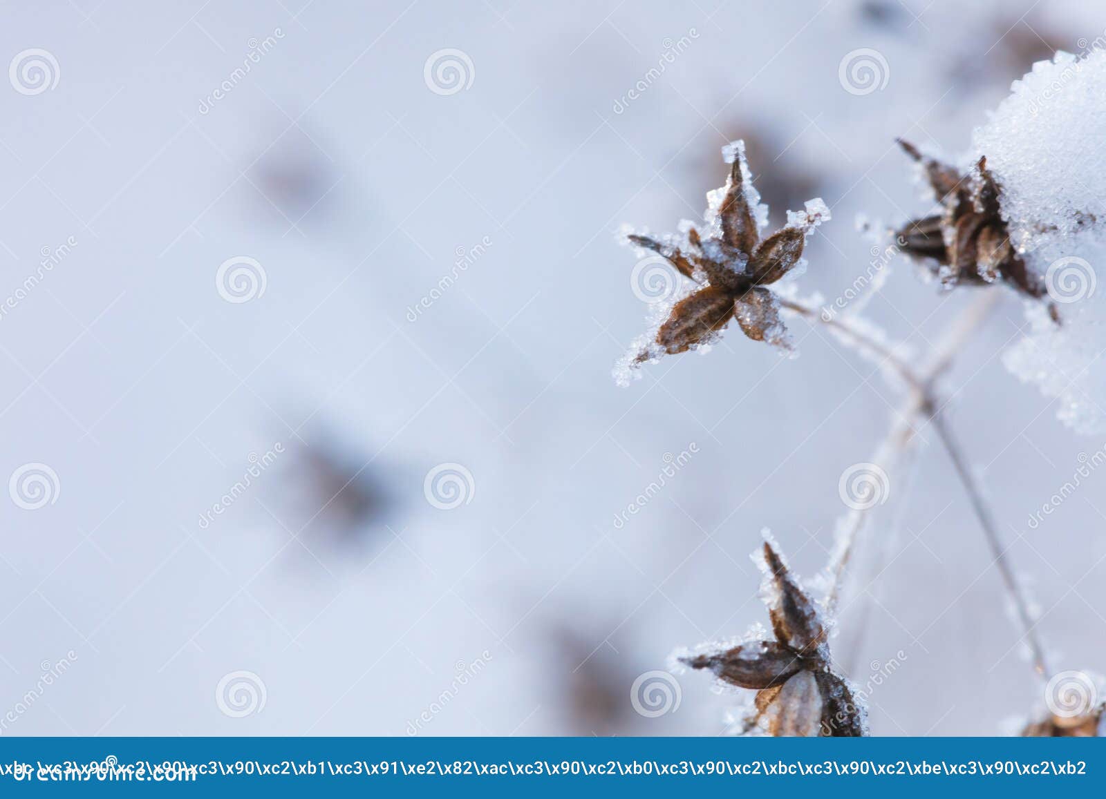 beautiful winter background with the frozen flowers and plants. a natural pattern on plants