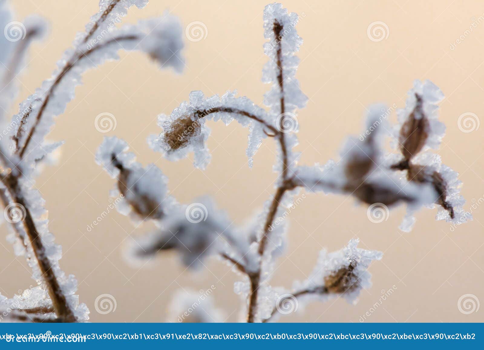 beautiful winter background with the frozen flowers and plants. a natural pattern on plants