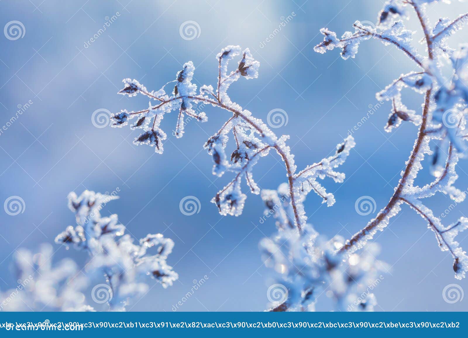 beautiful winter background with the frozen flowers and plants. a natural pattern on plants