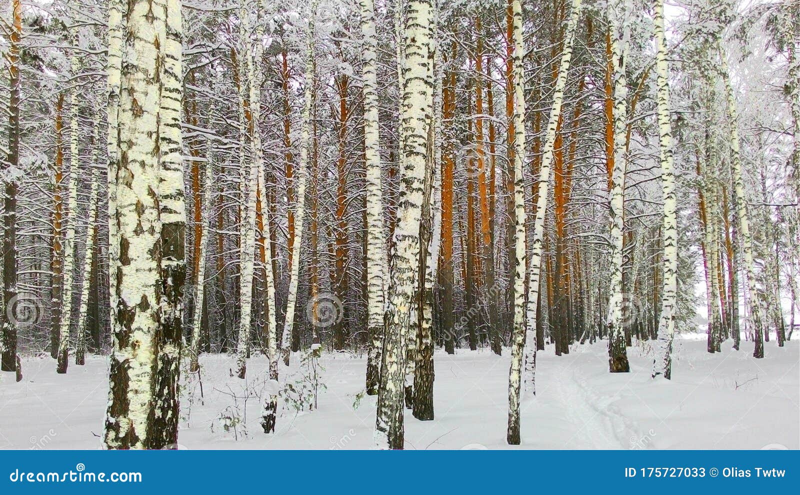 Beautiful Winter Birch Forest A Very Frosty Winter Day In A Dense Pine