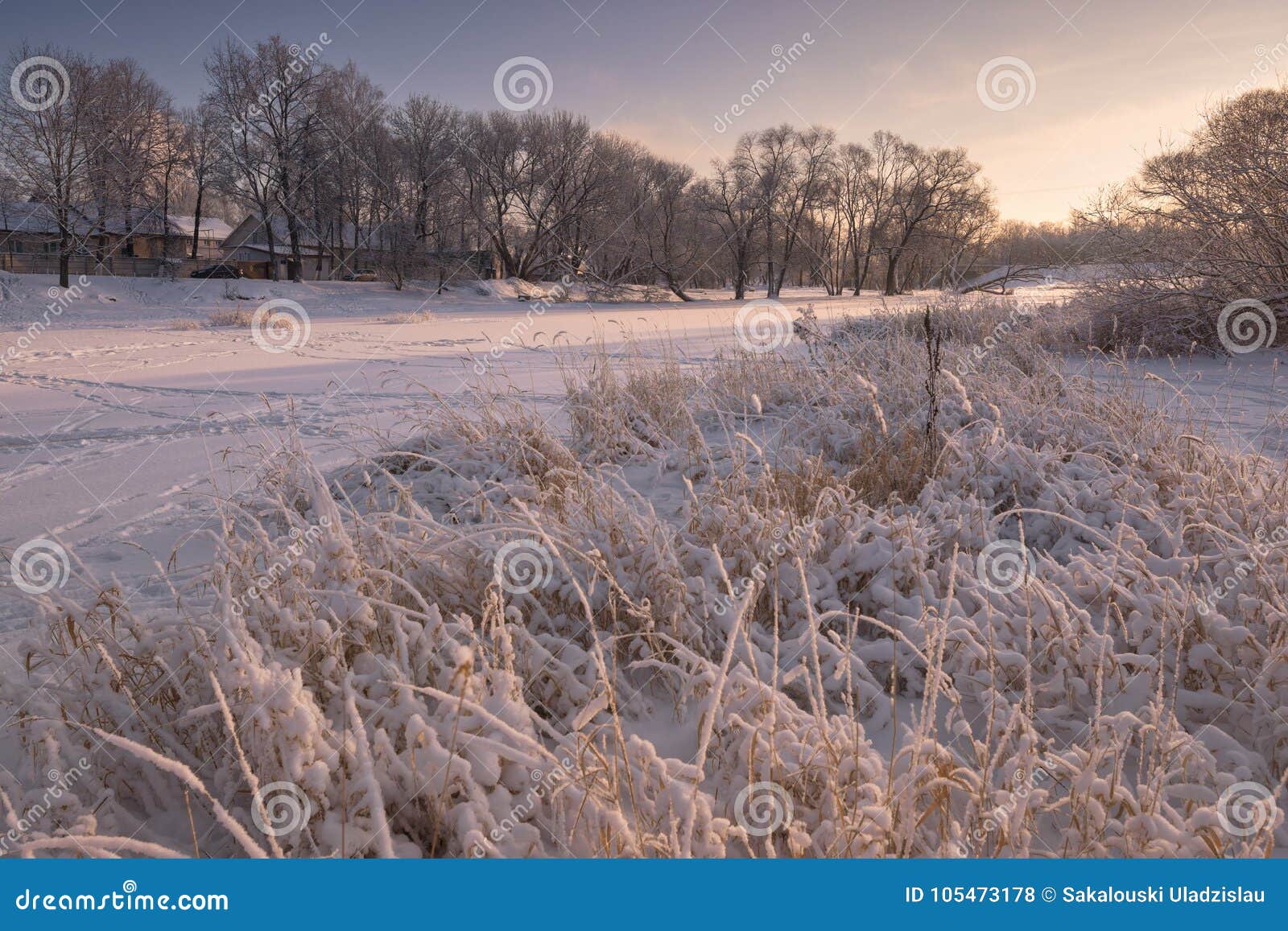 beautiful winter evening landscape with a snow-covered frozen pond, reed with hoarfrost and houses. winter evening in a small russ