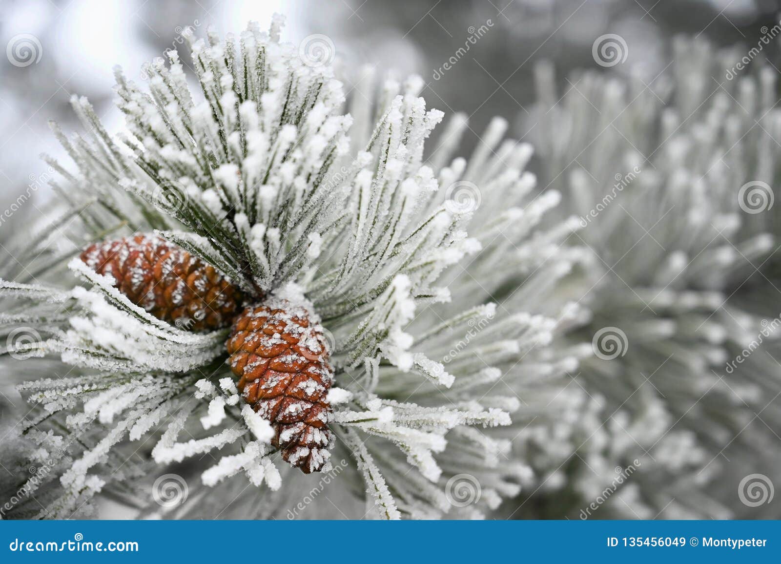 beautiful winter frost. branches of pine and cones in nature