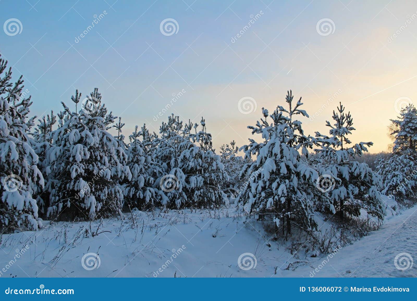 Beautiful Winter Landscape. Christmas Trees in the Snow at Sunrise ...