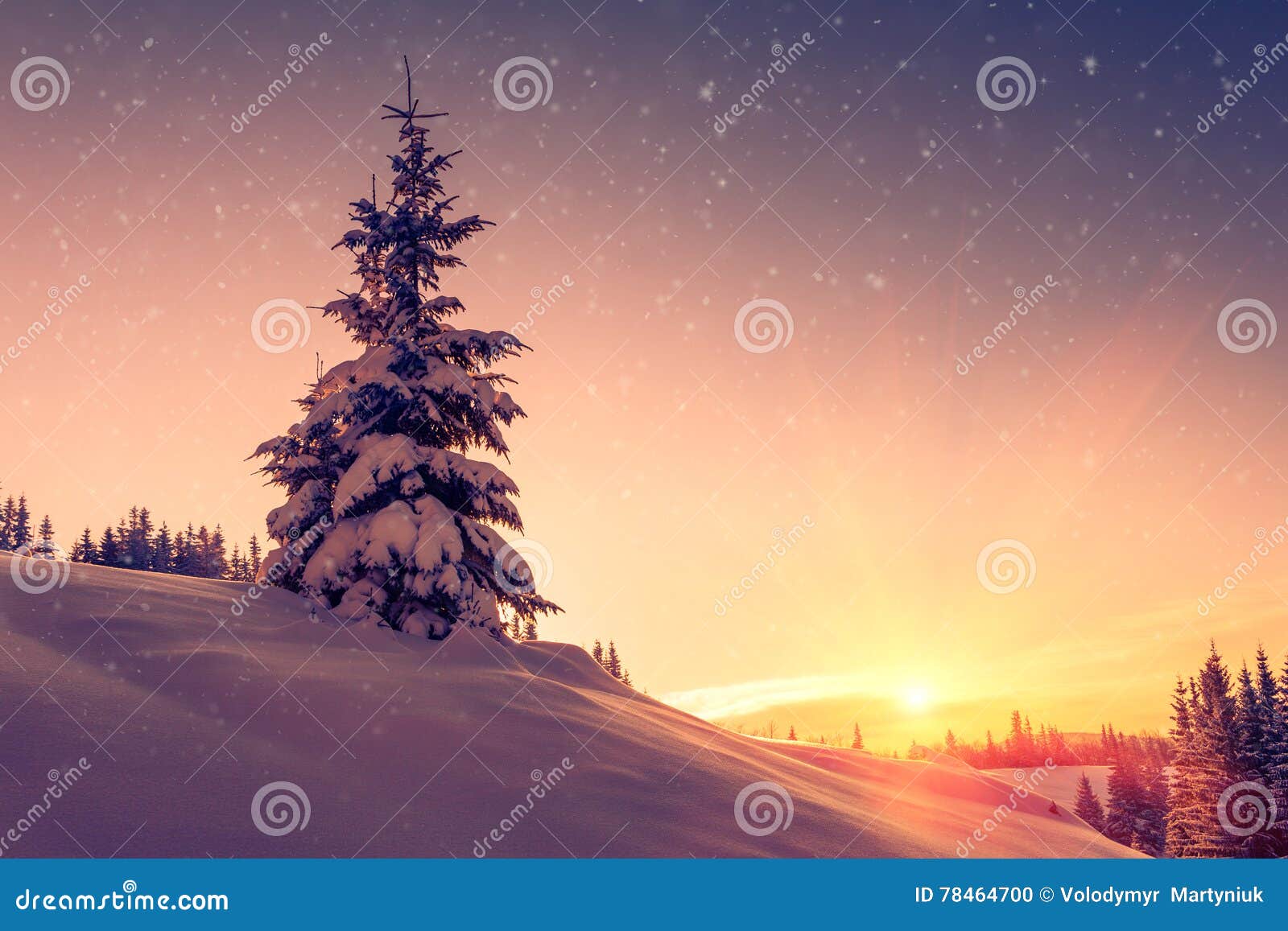 beautiful winter landscape in mountains. view of snow-covered conifer trees and snowflakes at sunrise. merry christmas and happy