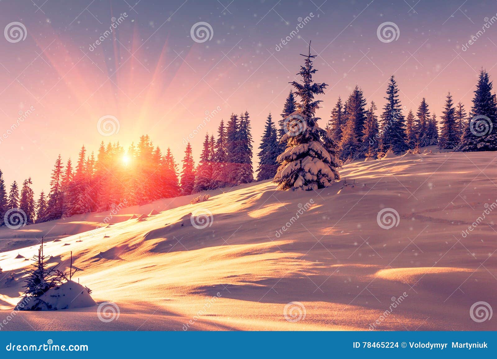 beautiful winter landscape in mountains. view of snow-covered conifer trees and snowflakes at sunrise. merry christmas and happy