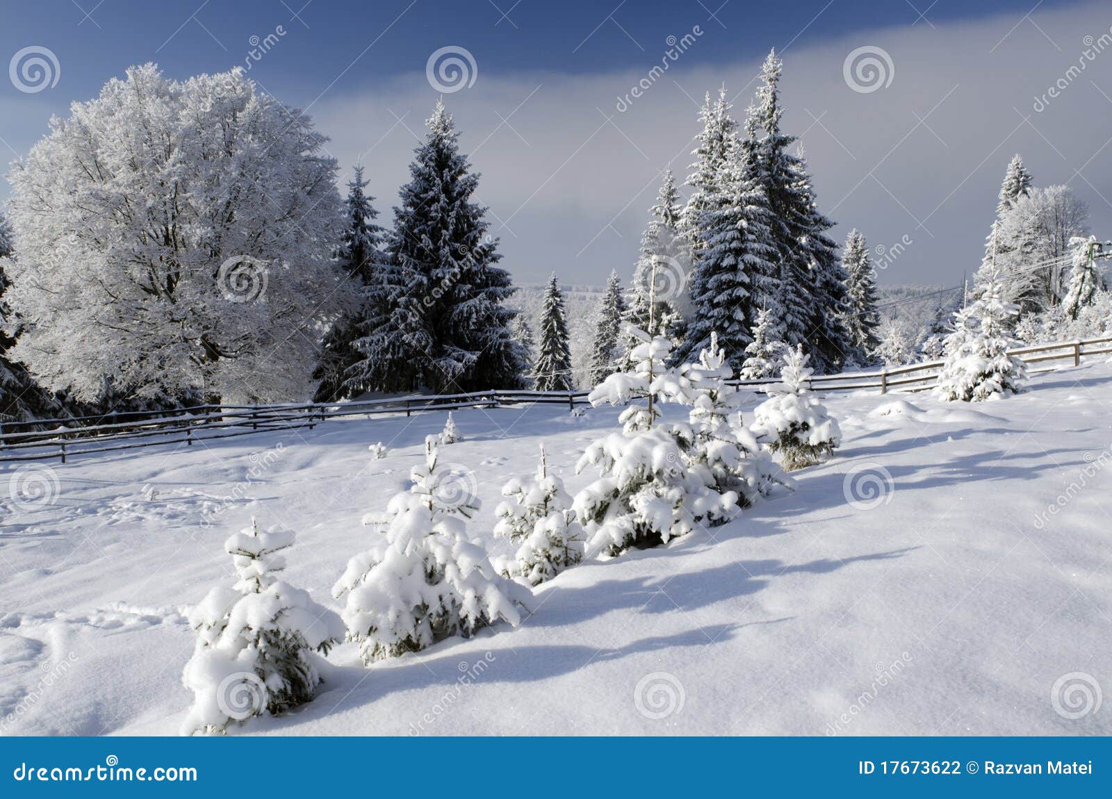 Beautiful Winter Landscape with Snowy Trees Stock Photo Image of tree