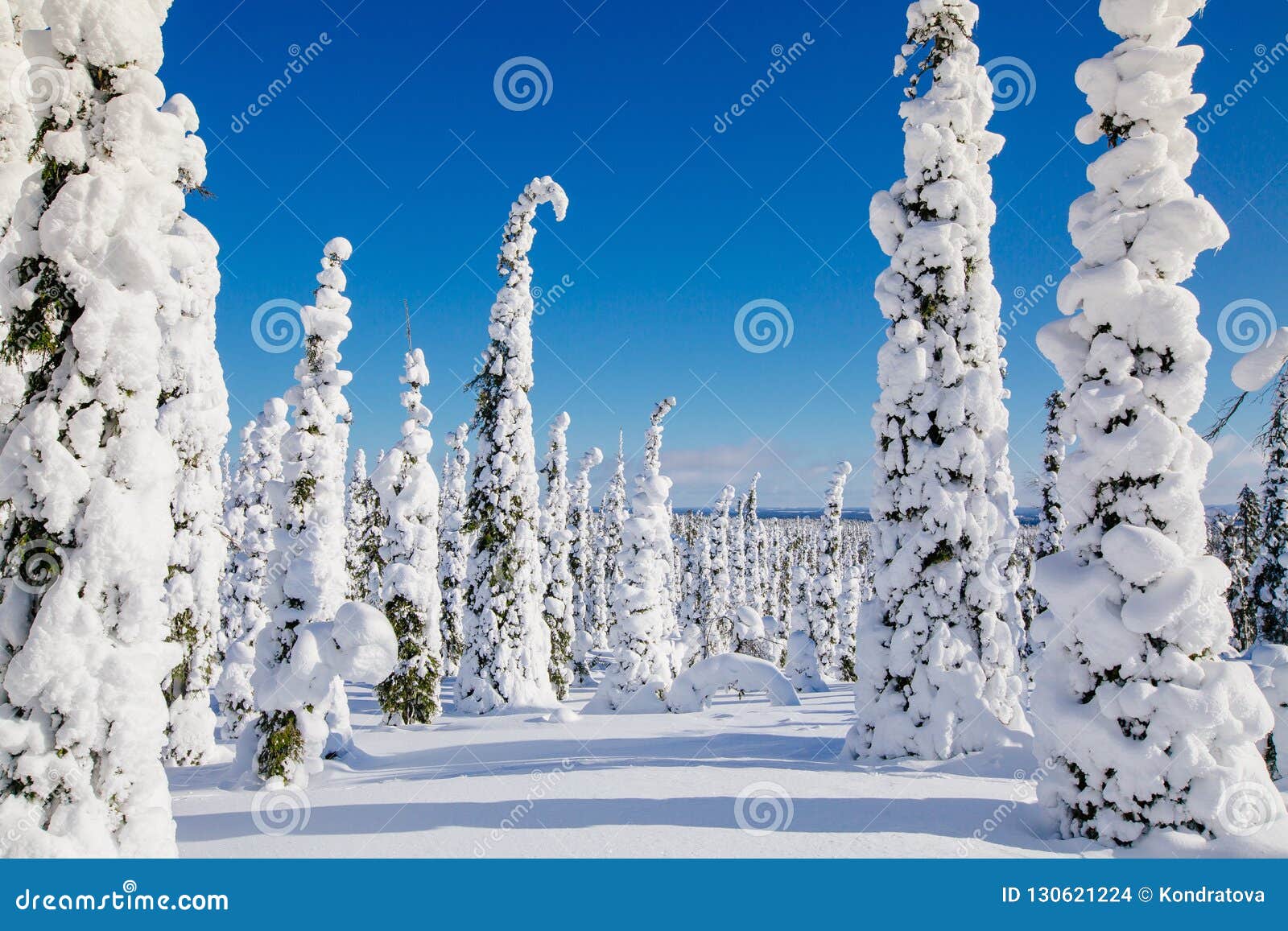 beautiful winter landscape with snowy trees in lapland, finland. frozen forest in winter.