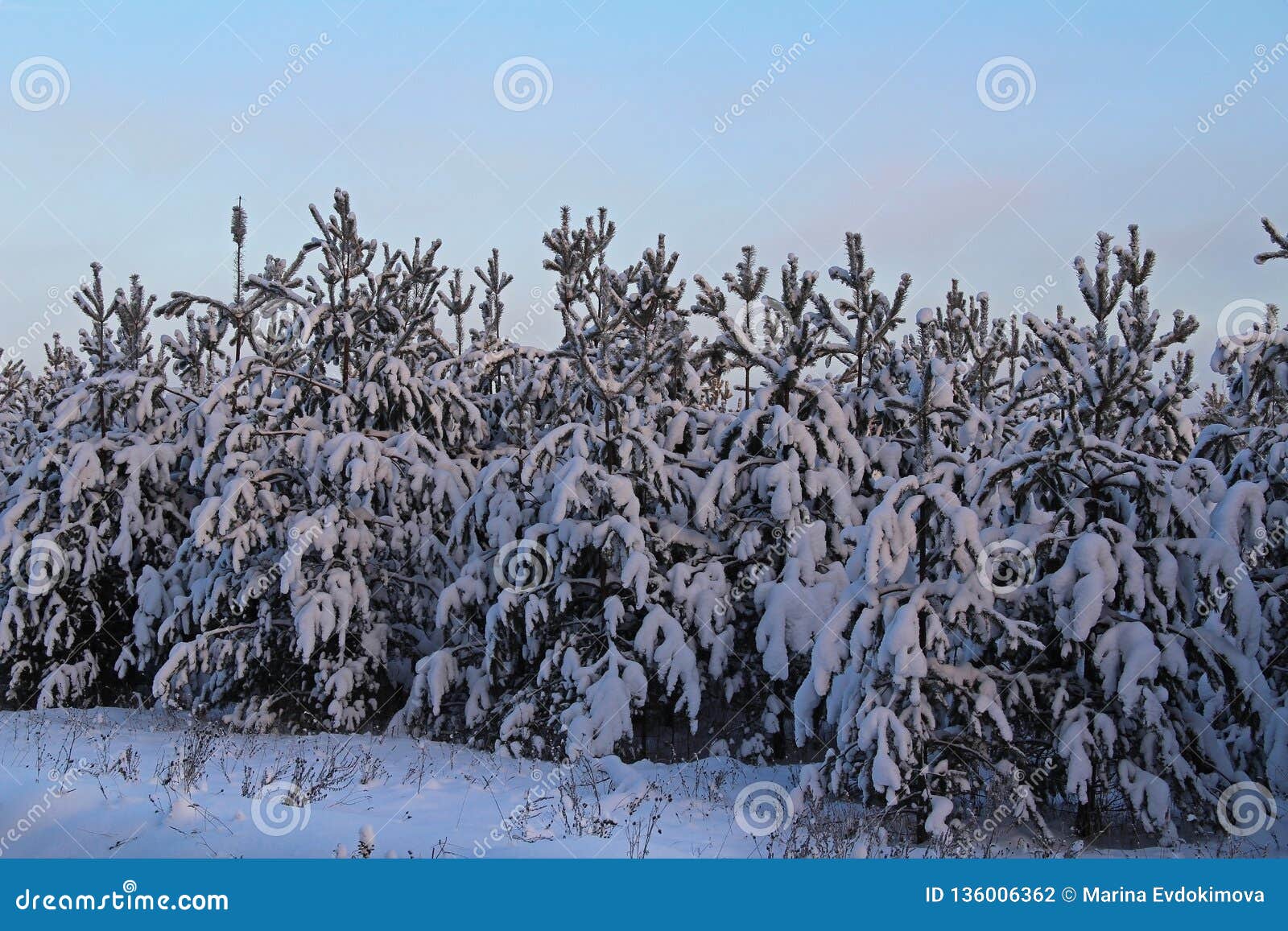 Beautiful Winter Landscape. Christmas Trees in the Snow at Sunrise ...