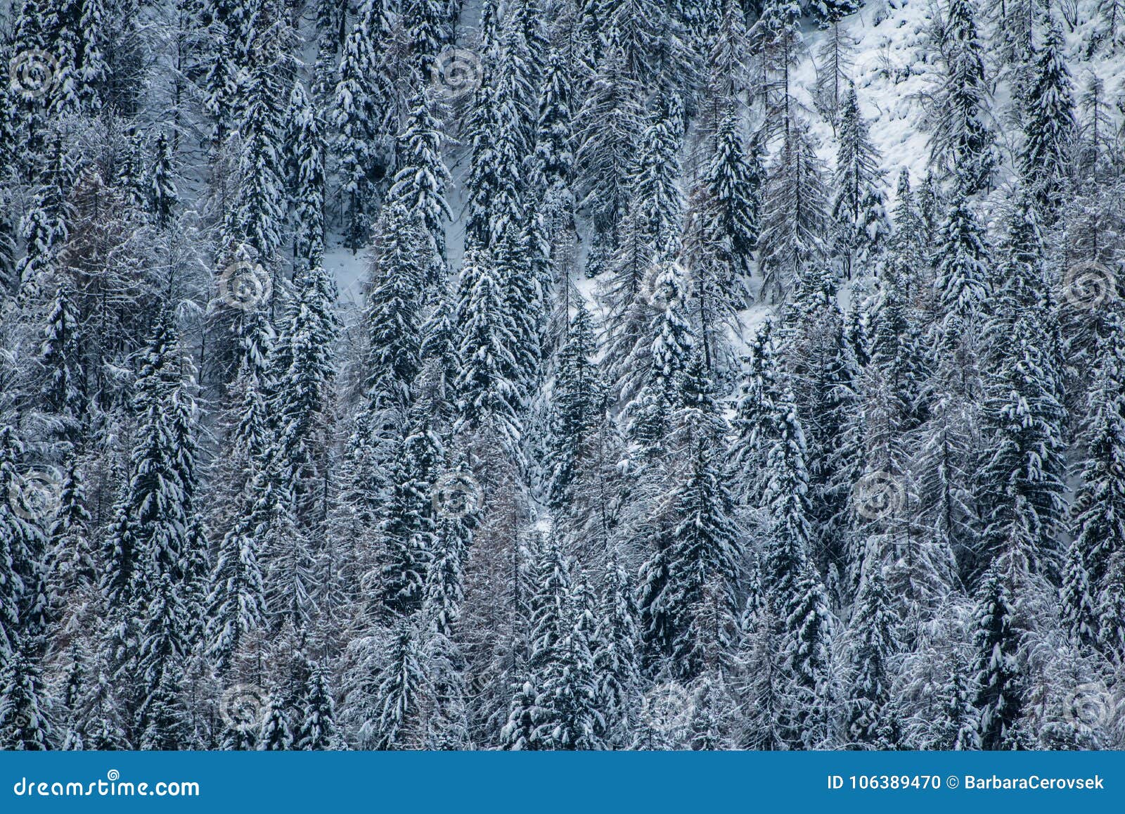 Close Up On Snowy Covered Nude Trees In Julian Alps In 