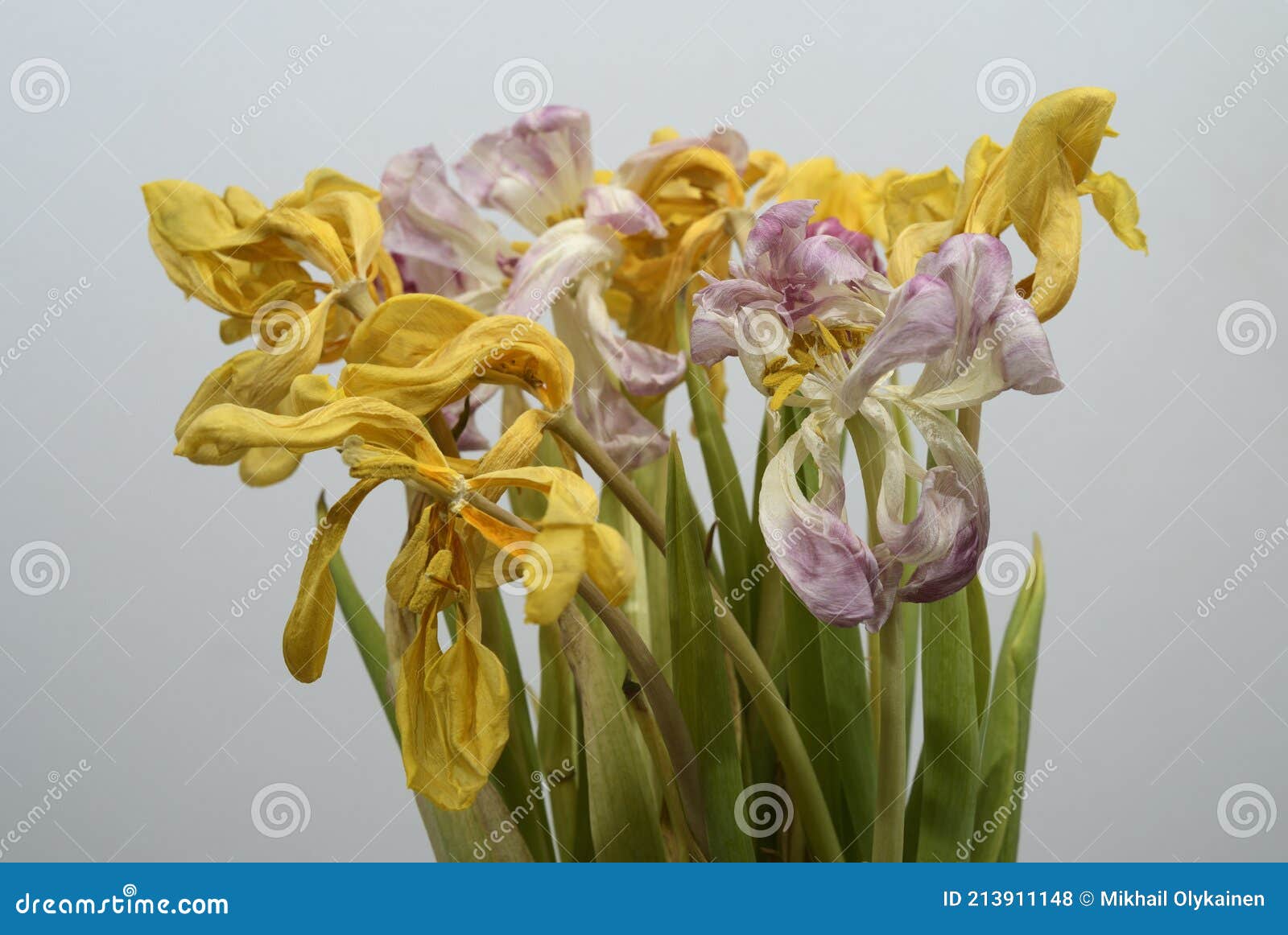 Beautiful Withered Dry Tulips on Neutral Backdrop Stock Photo Image