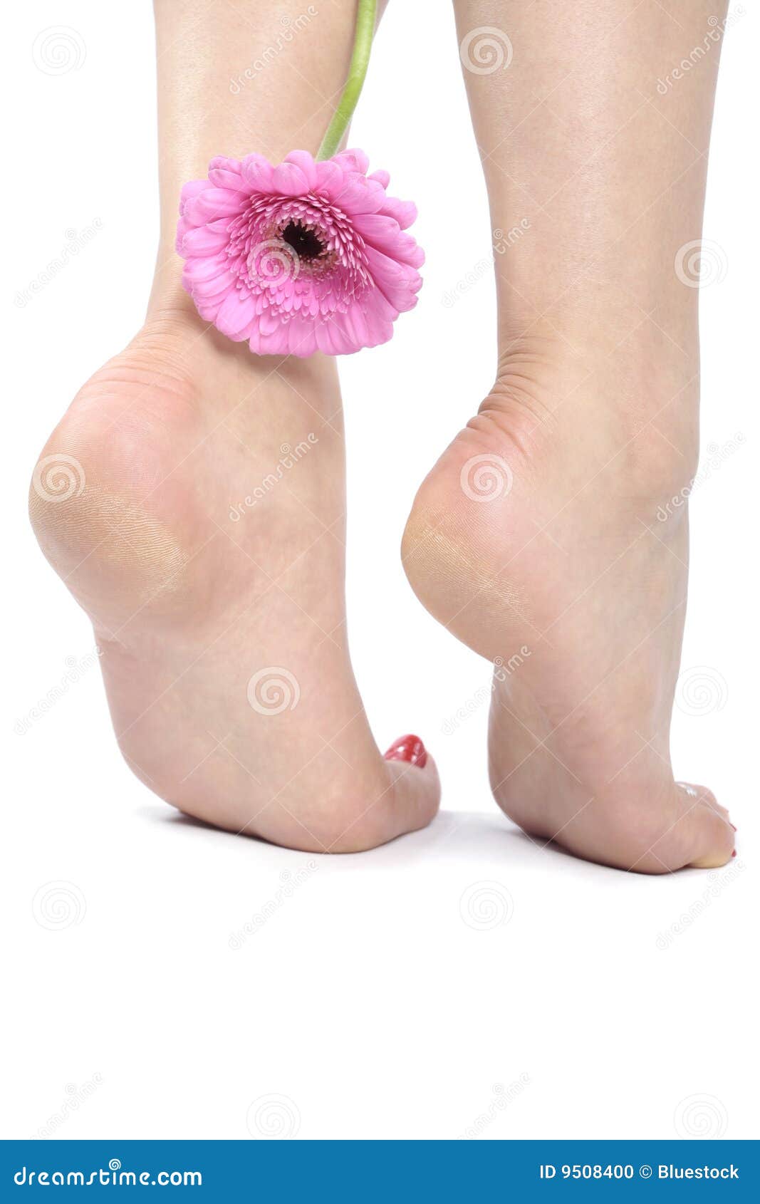 Beautiful Caucasian Woman Feet. Isolated Over White Background Stock Photo,  Picture and Royalty Free Image. Image 7509571.