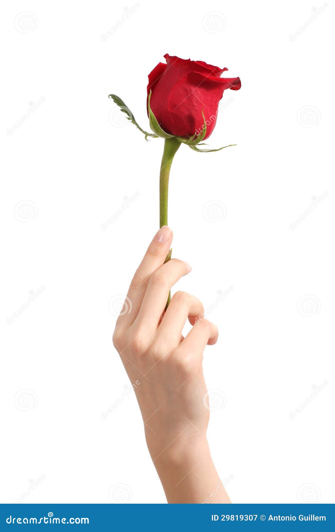 beautiful woman hand holding a red rosebud