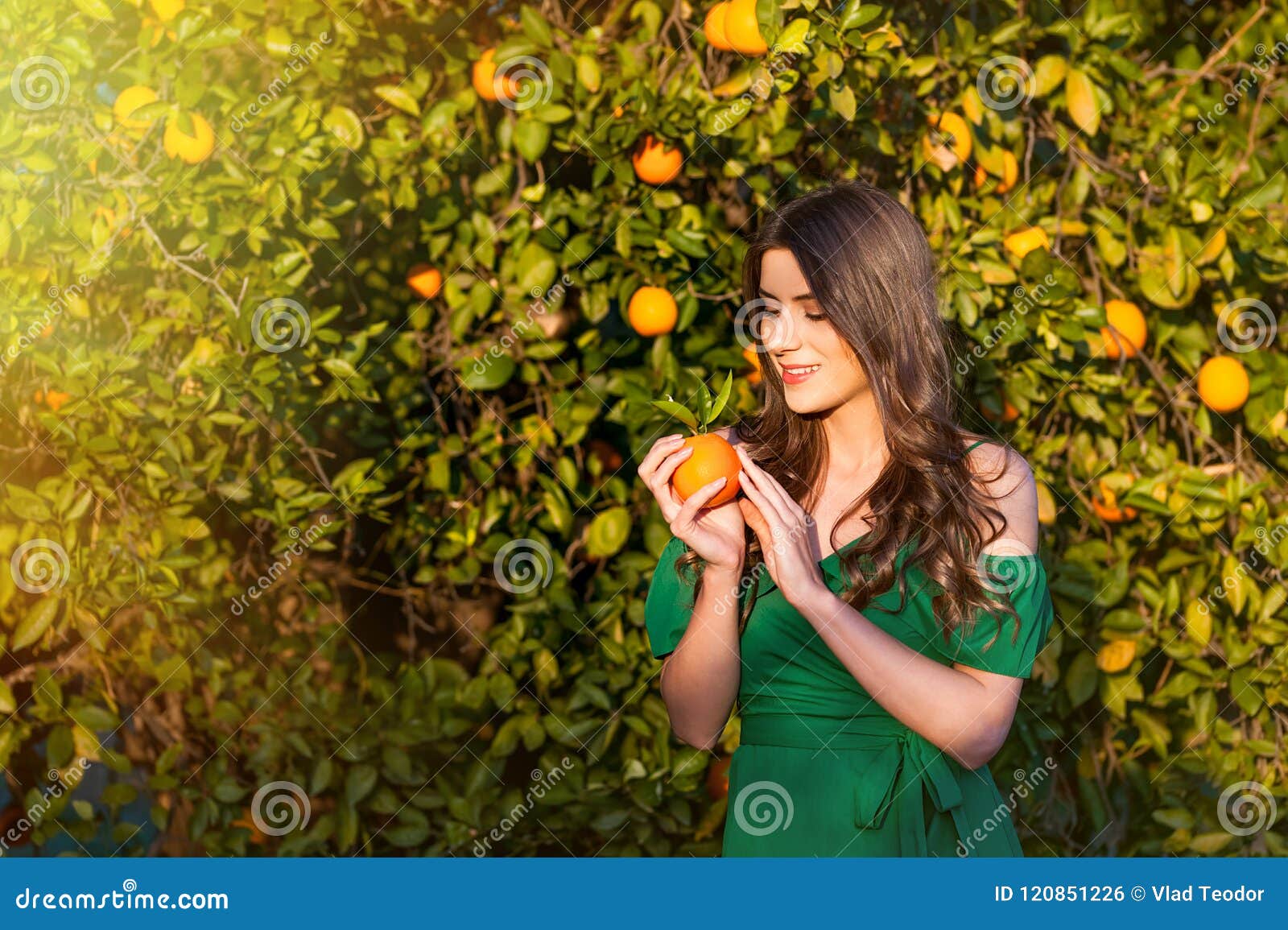 Premium Photo  Sexy woman harvesting tangerine oranges in farm